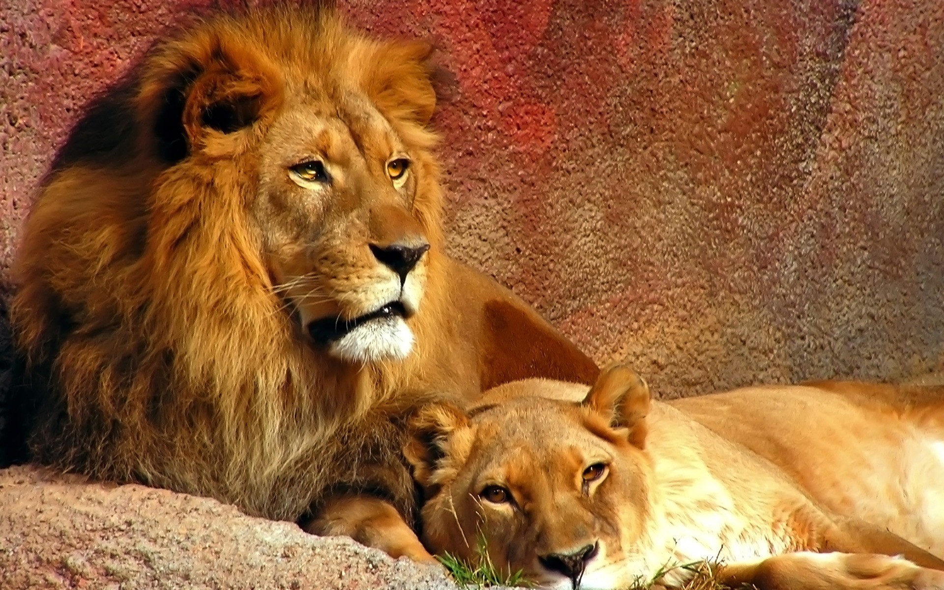 animals, couple, lions - desktop wallpaper