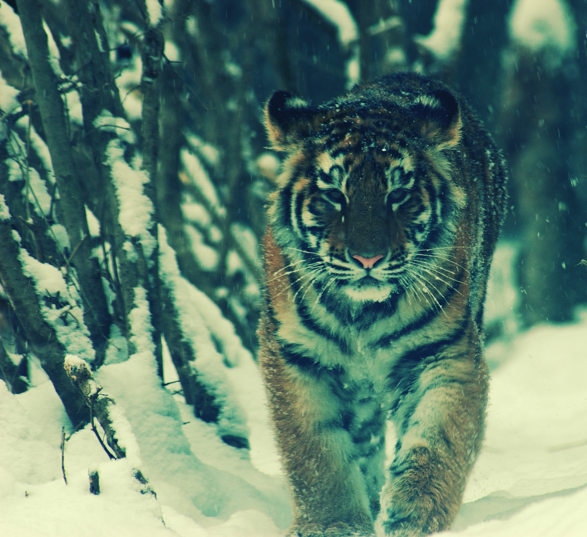 tigers - desktop wallpaper