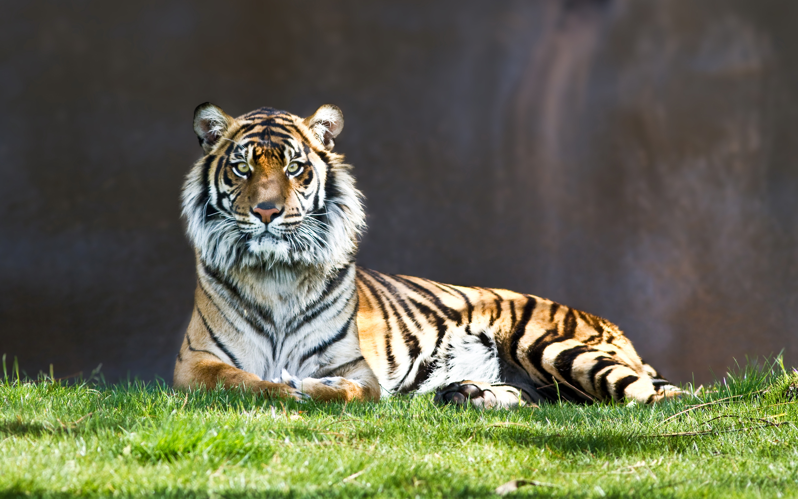 animals, tigers, grass - desktop wallpaper