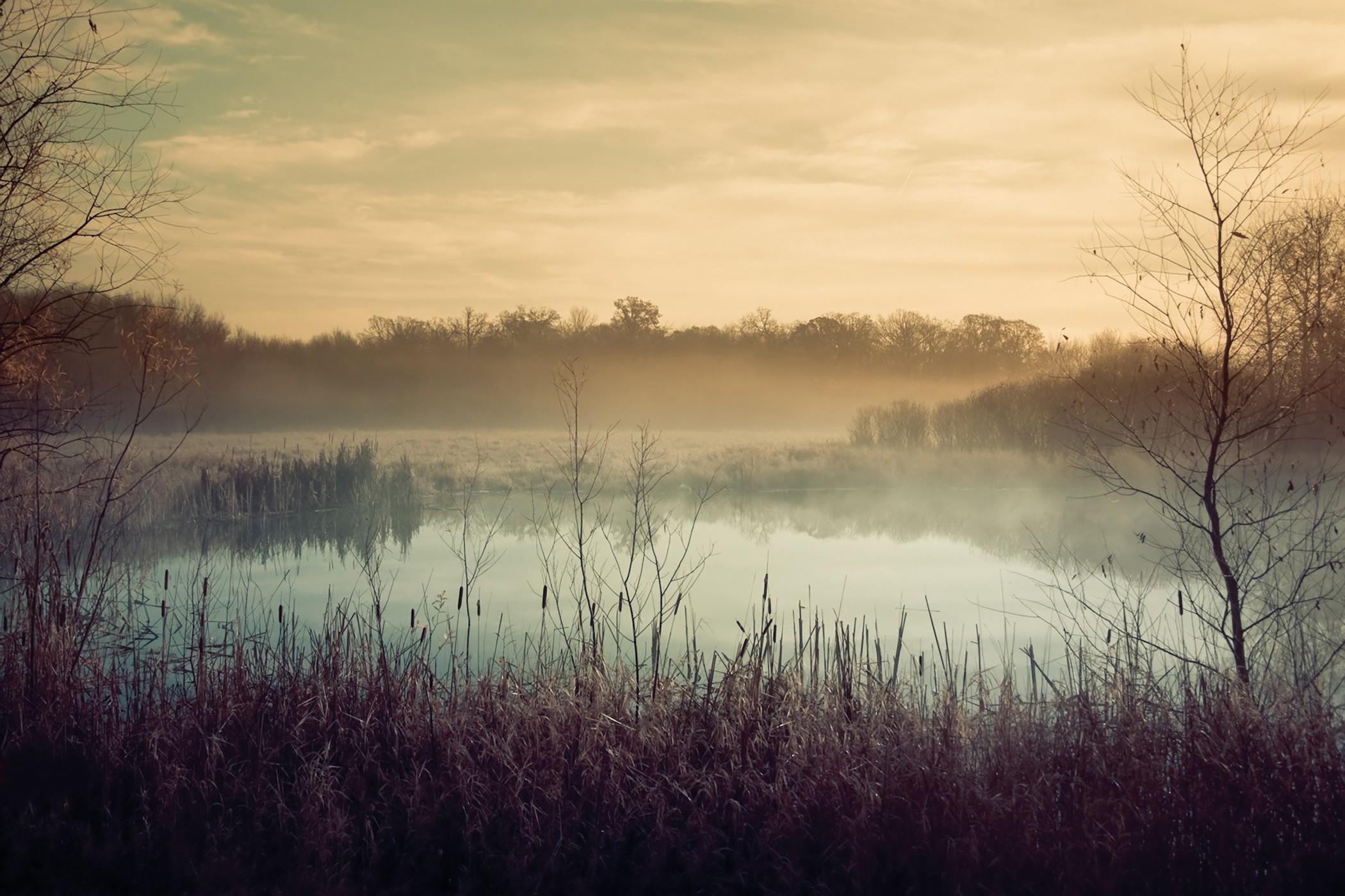 clouds, landscapes, nature, trees, fog, mist, morning, reeds - desktop wallpaper
