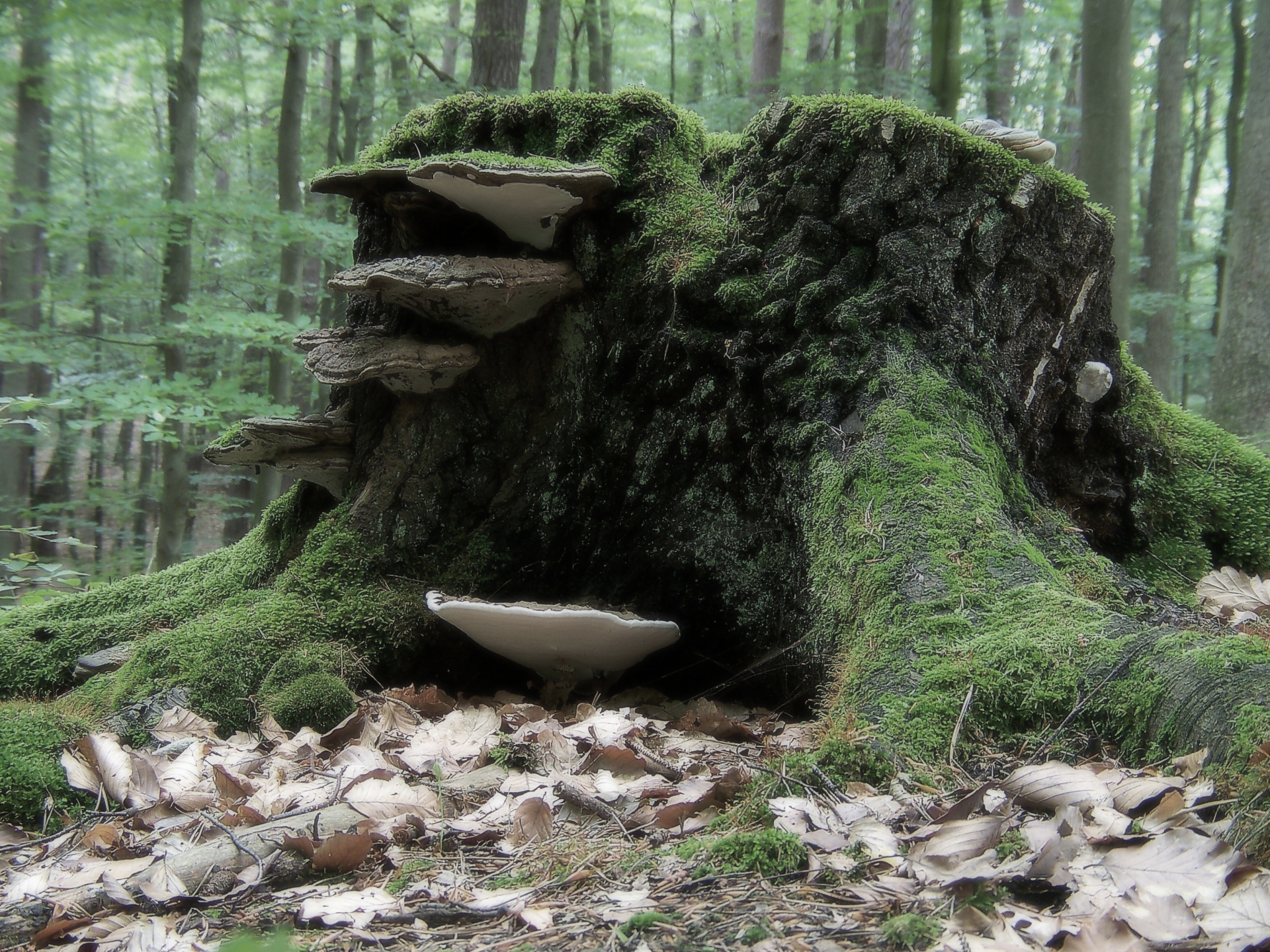 trees, forests, mushrooms, moss - desktop wallpaper