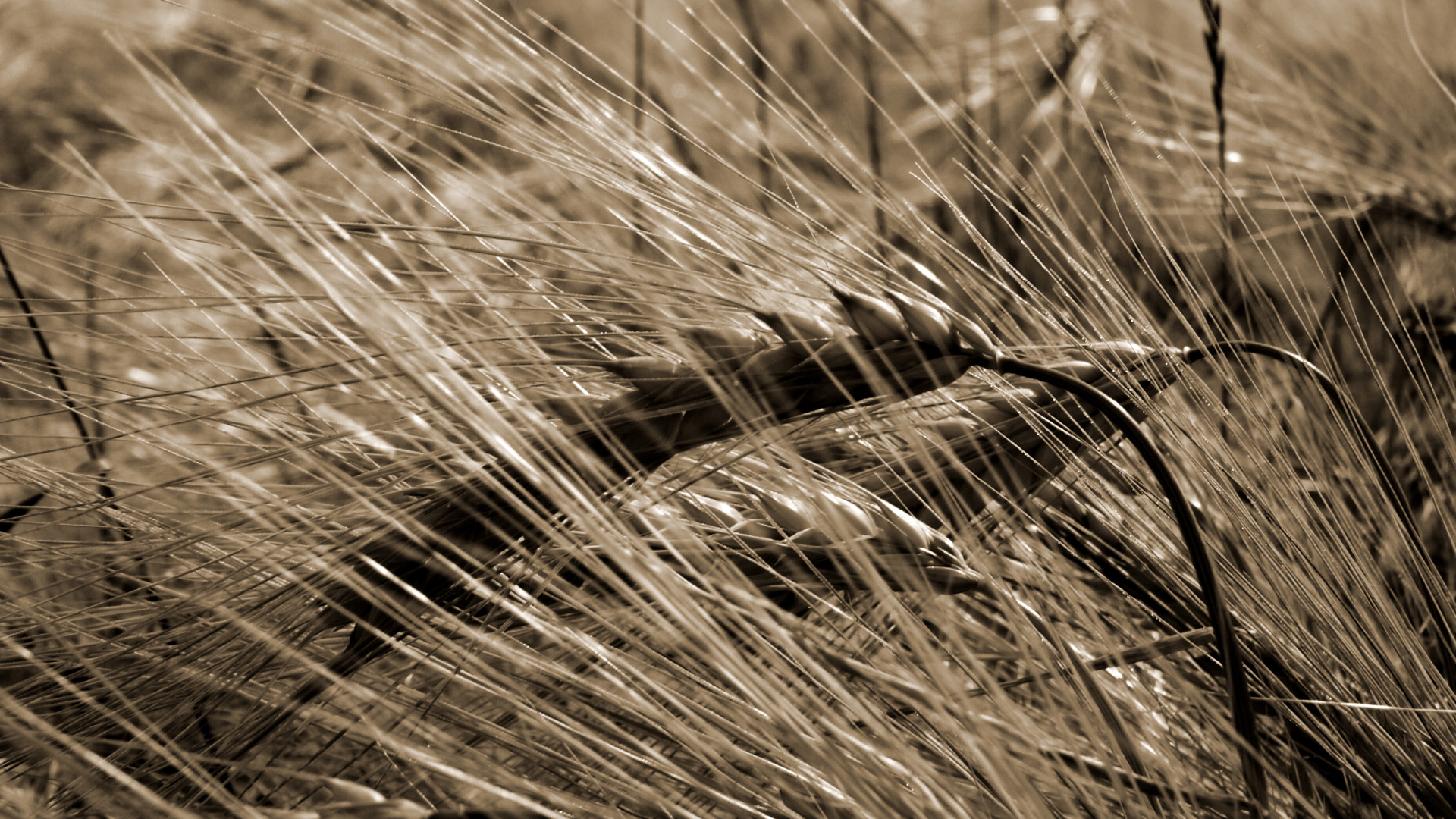 nature, wheat, Flora - desktop wallpaper