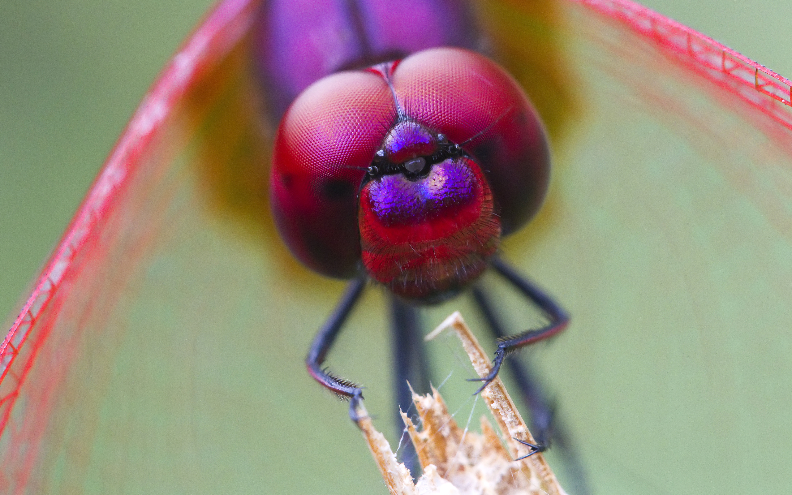 insects, metallic, dragonflies, iridescence - desktop wallpaper
