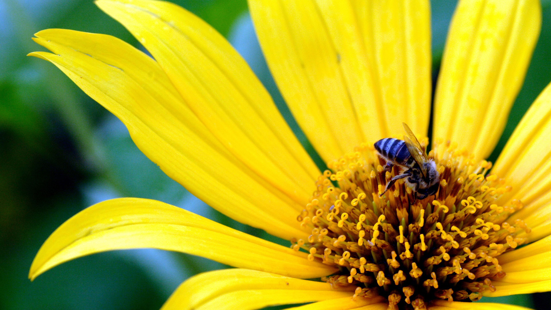 flowers, yellow, bees, yellow flowers - desktop wallpaper