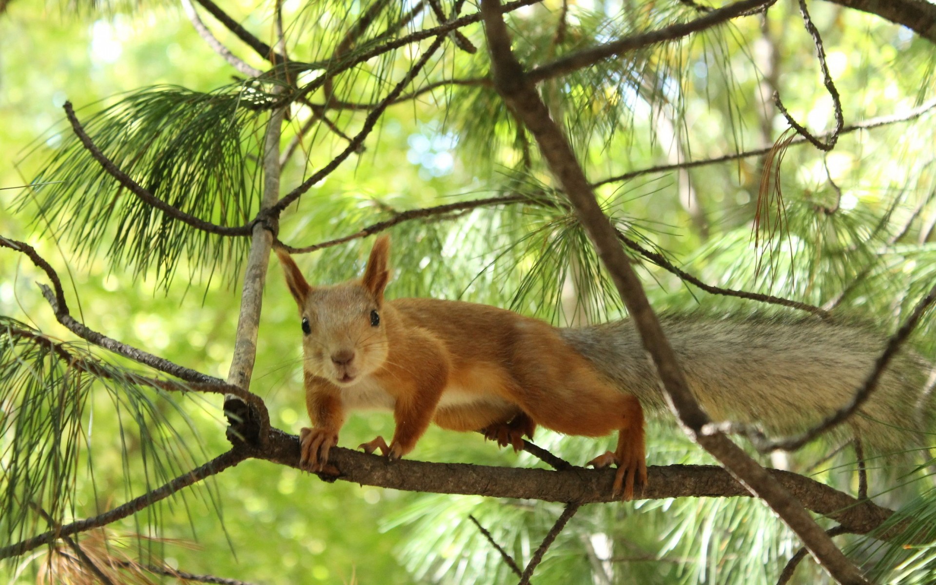 animals, wildlife, squirrels - desktop wallpaper