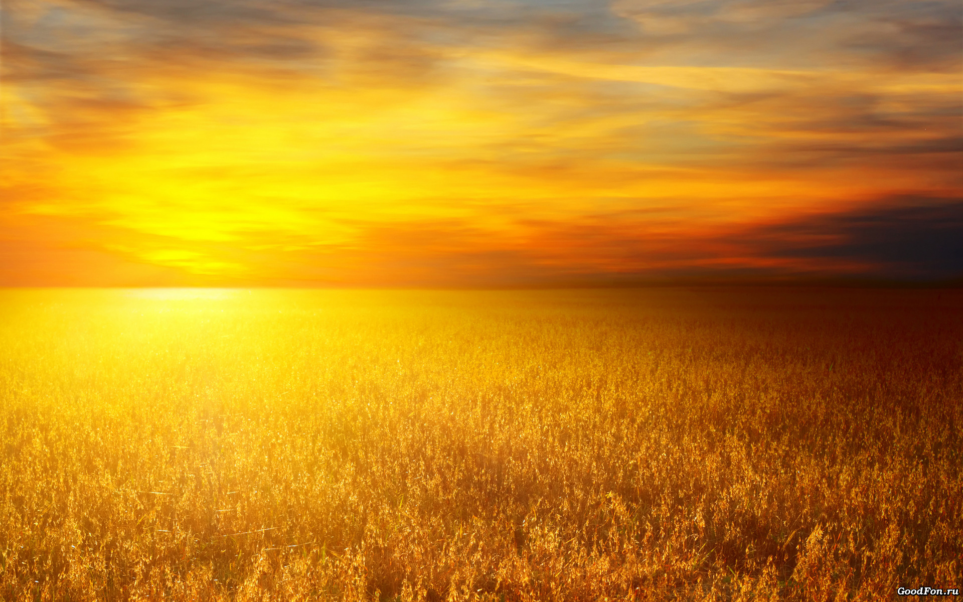Sun, wheat - desktop wallpaper