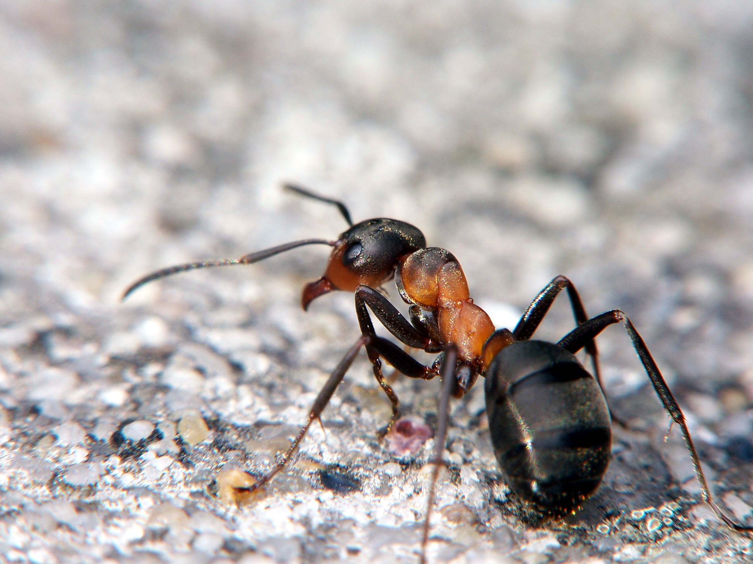 insects, ants - desktop wallpaper
