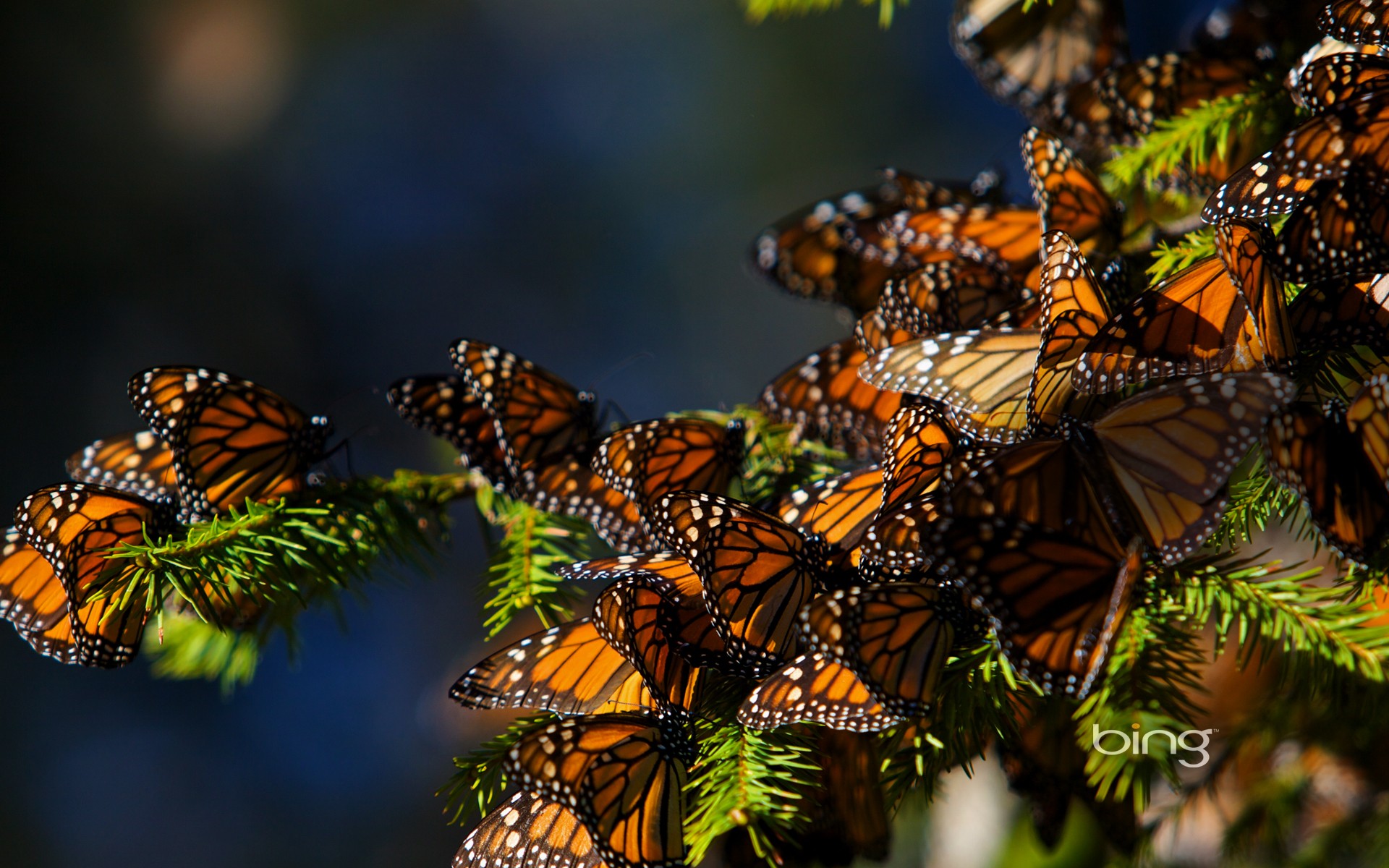 nature, bugs, butterflies - desktop wallpaper