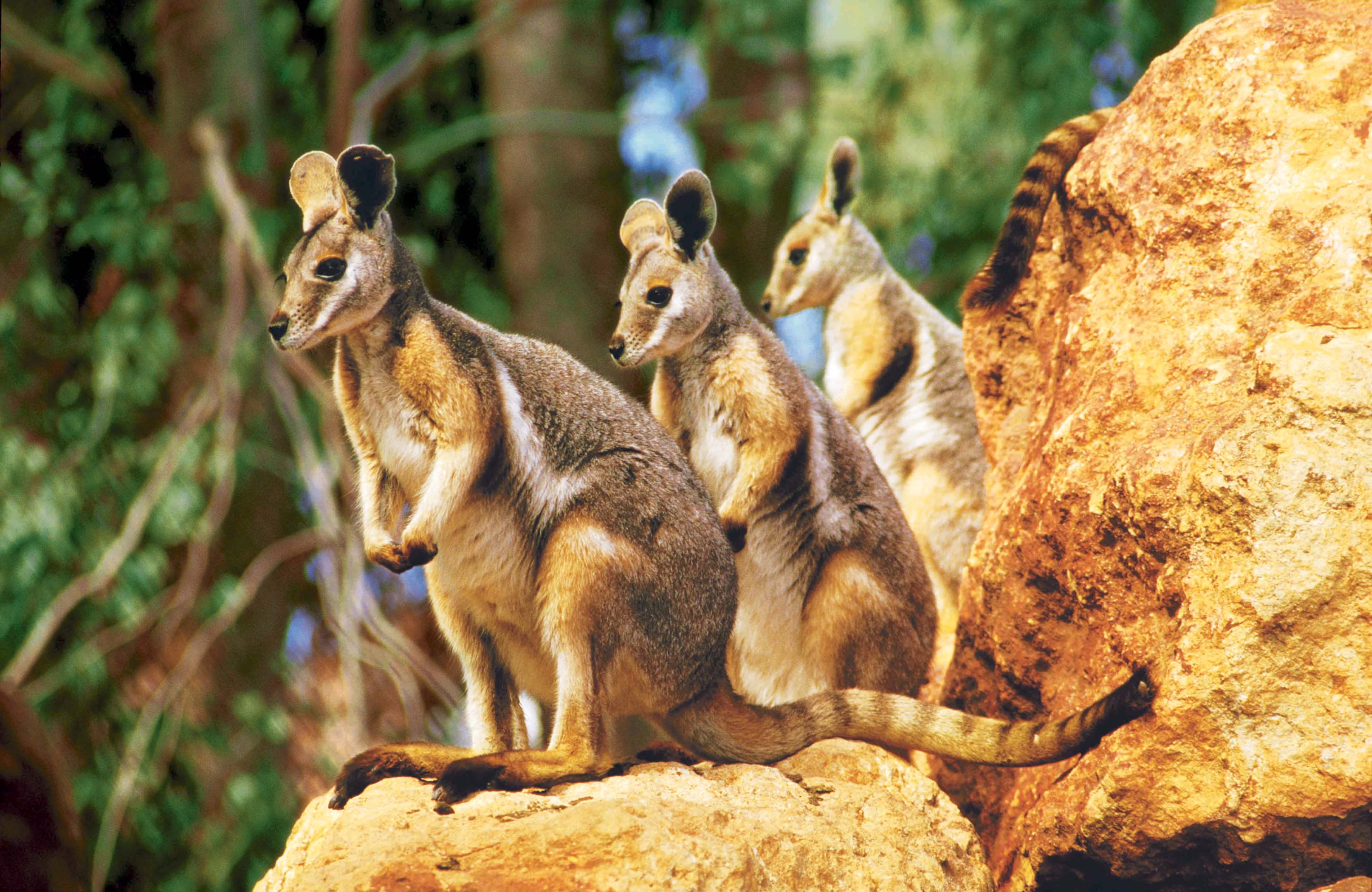 Ящерица кенгуру. Кенгуру в Австралии. Кенгуру валлаби. Сумчатые кенгуру. Древесный кенгуру валлаби.