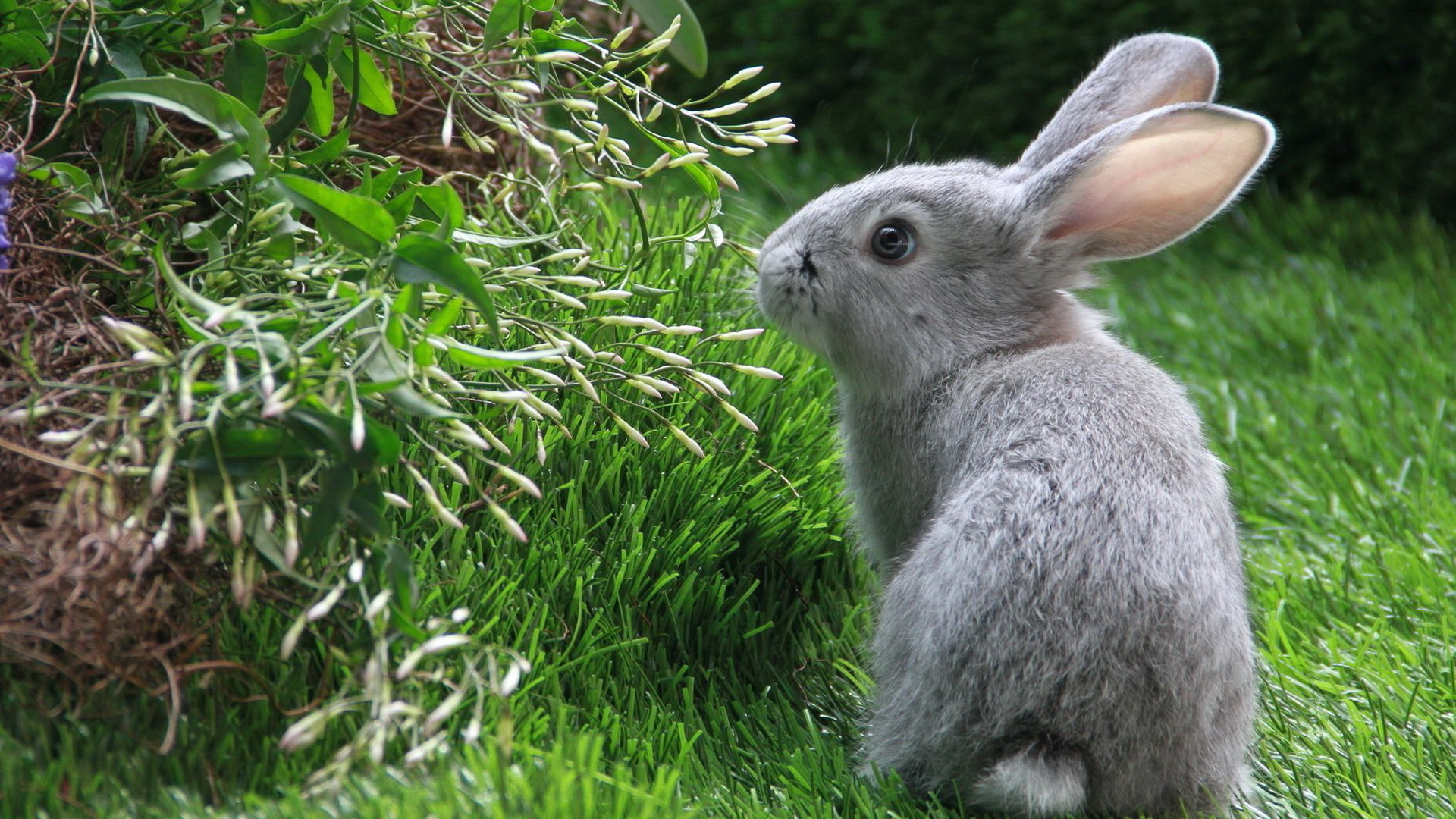 bunnies, animals, grass, rabbits - desktop wallpaper