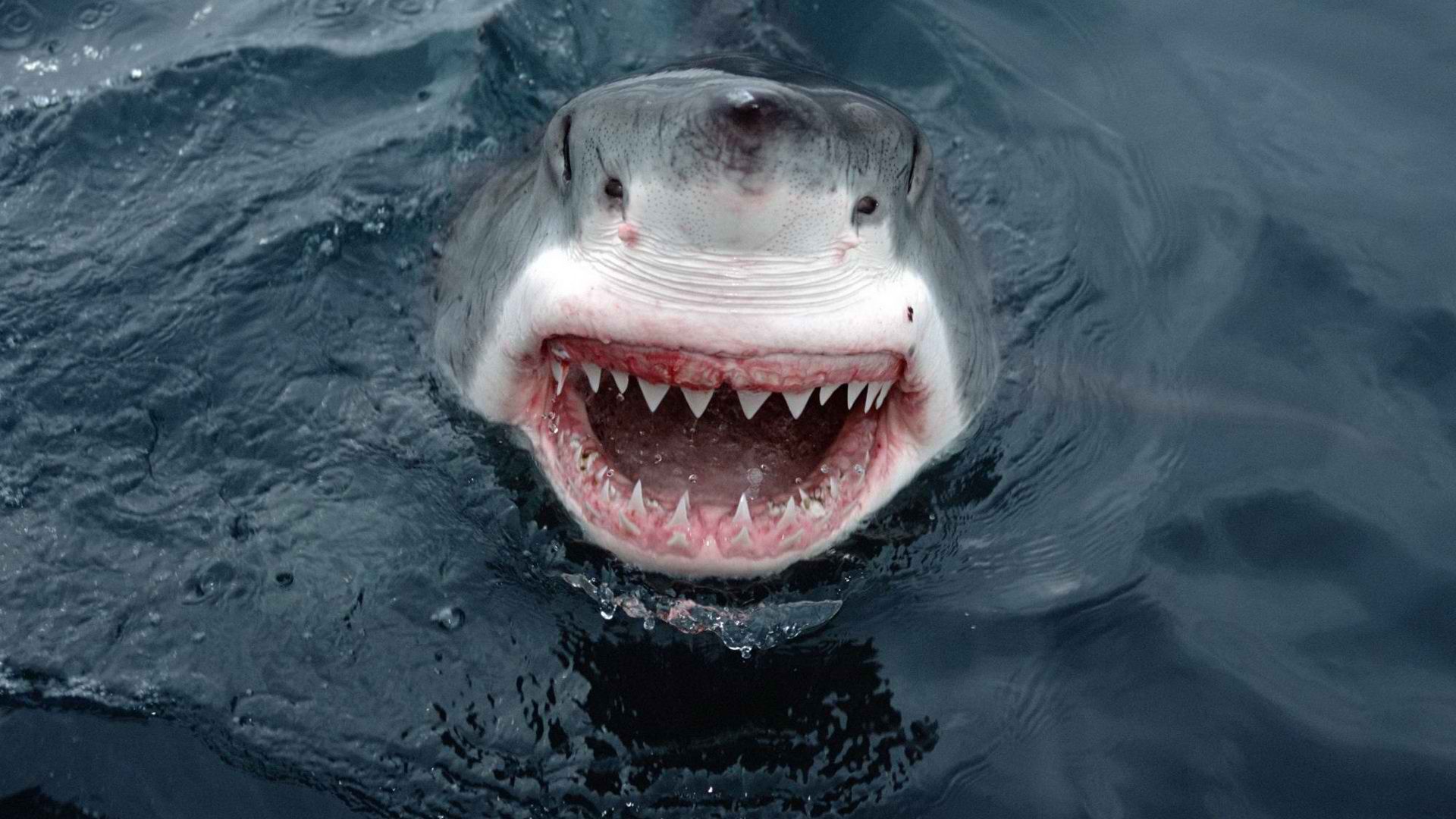 sharks, south australia, great white shark - desktop wallpaper