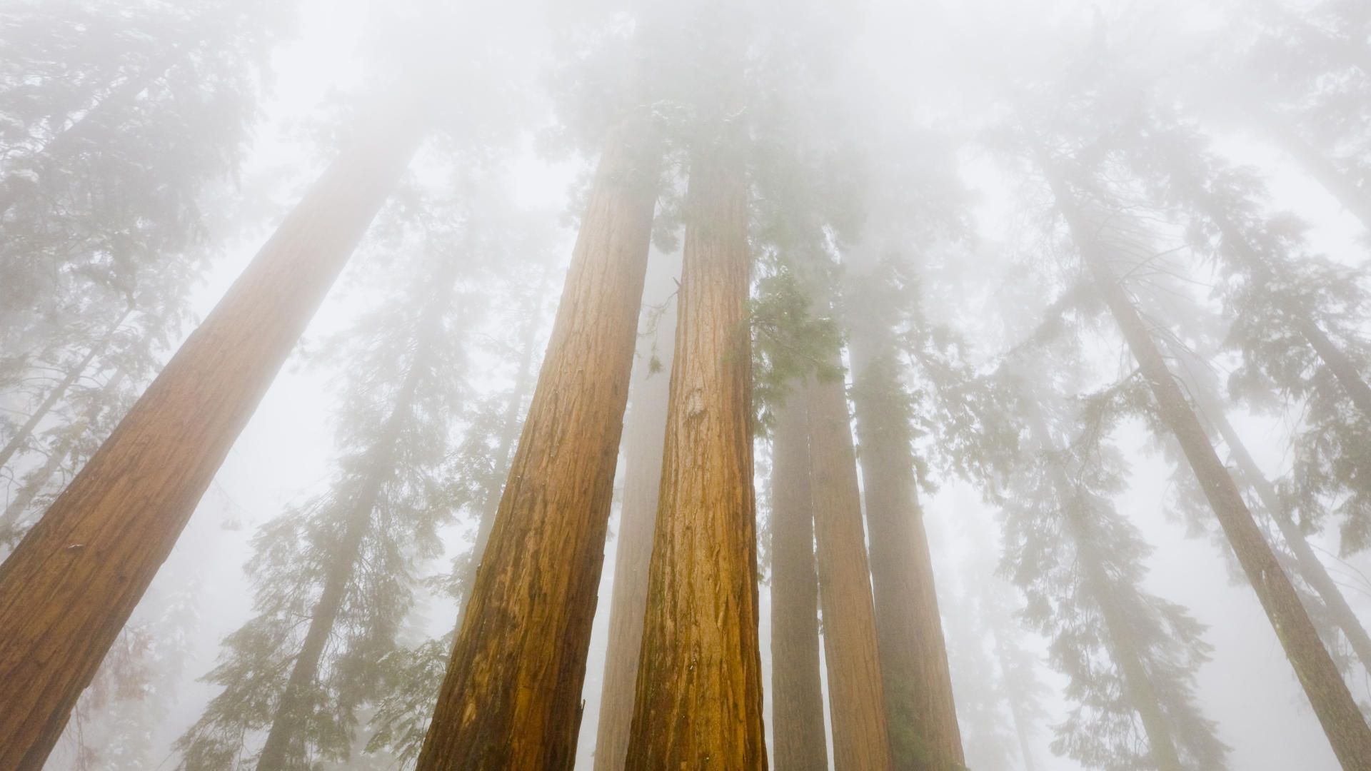 nature, forests, Sequoia - desktop wallpaper