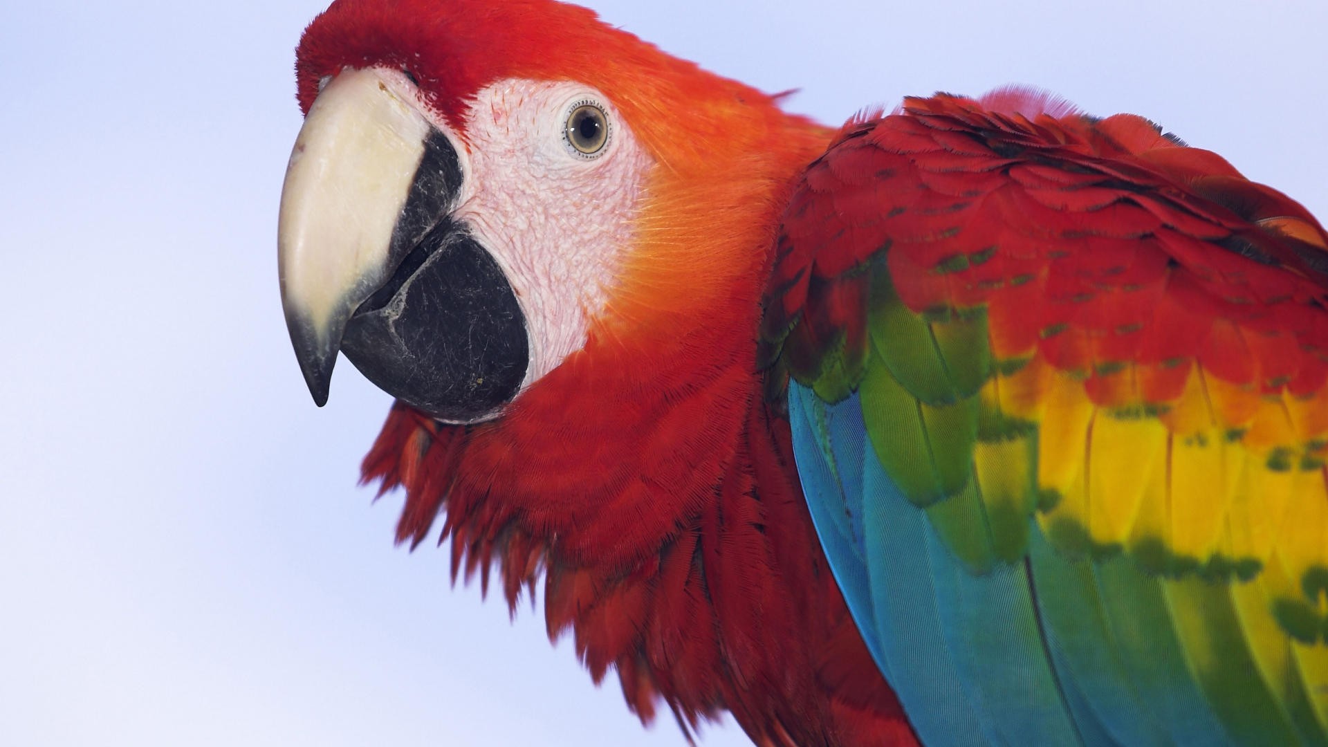 birds, parrots, profile, Scarlet Macaws, Macaw - desktop wallpaper