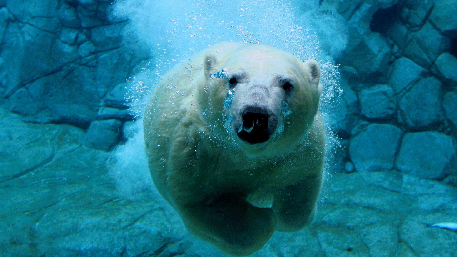 water, animals, swim, polar bears - desktop wallpaper