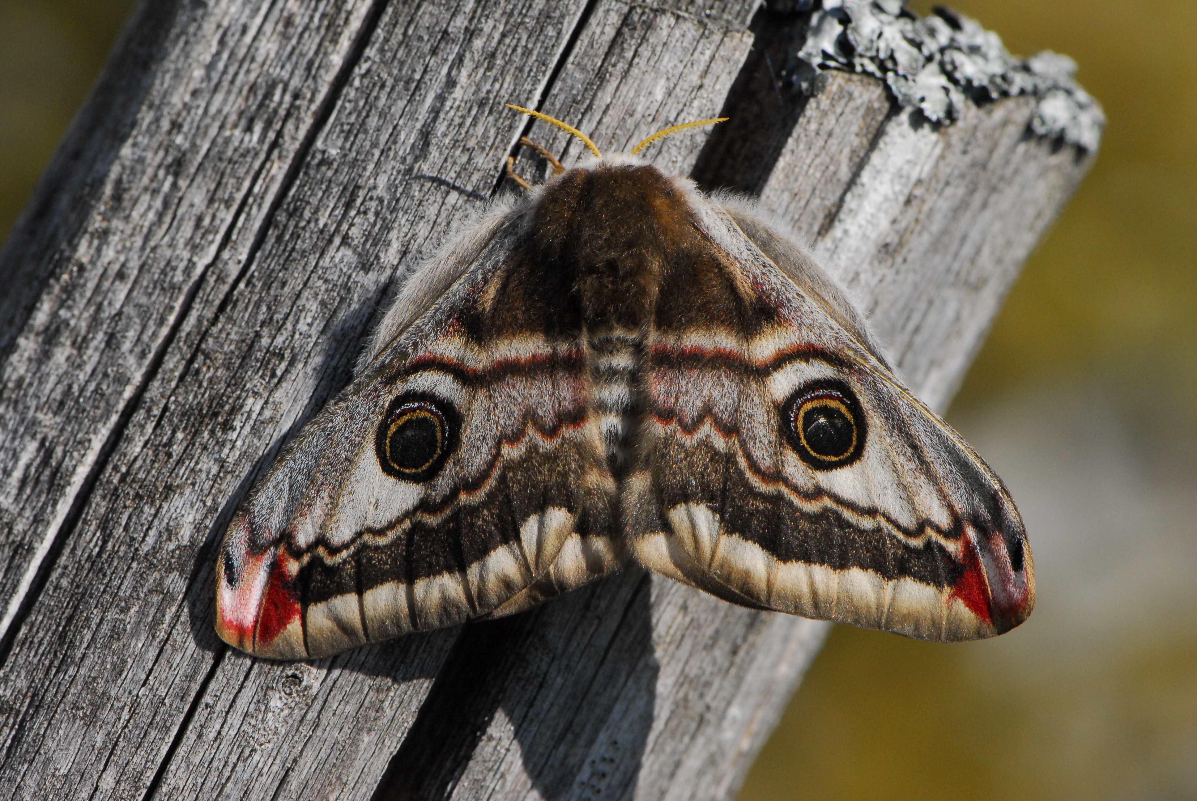 moth, butterflies - desktop wallpaper
