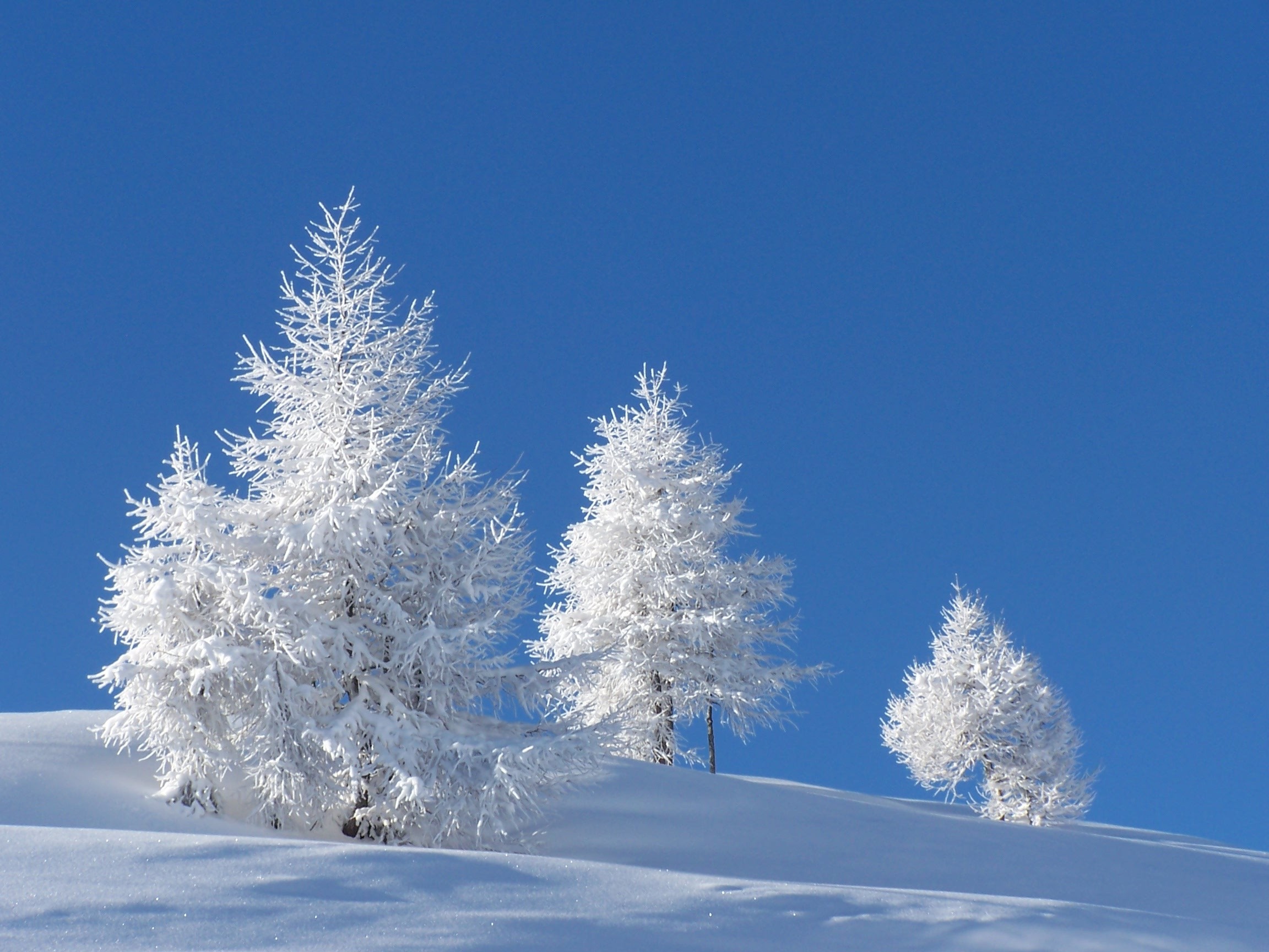 winter, snow, trees, flowers - desktop wallpaper