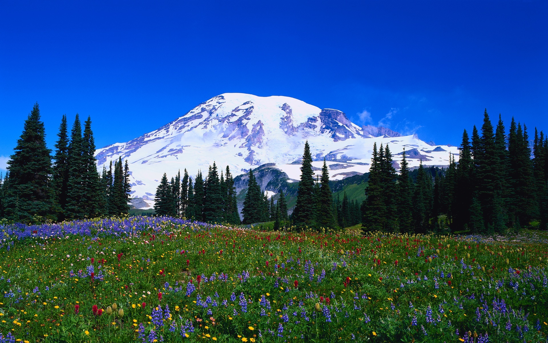 mountains, nature, wildflowers - desktop wallpaper