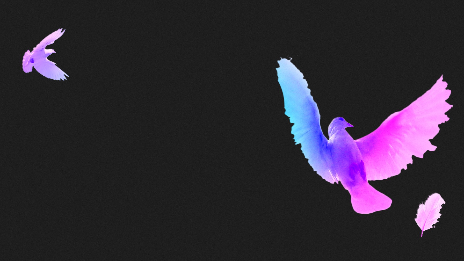 multicolor, birds - desktop wallpaper