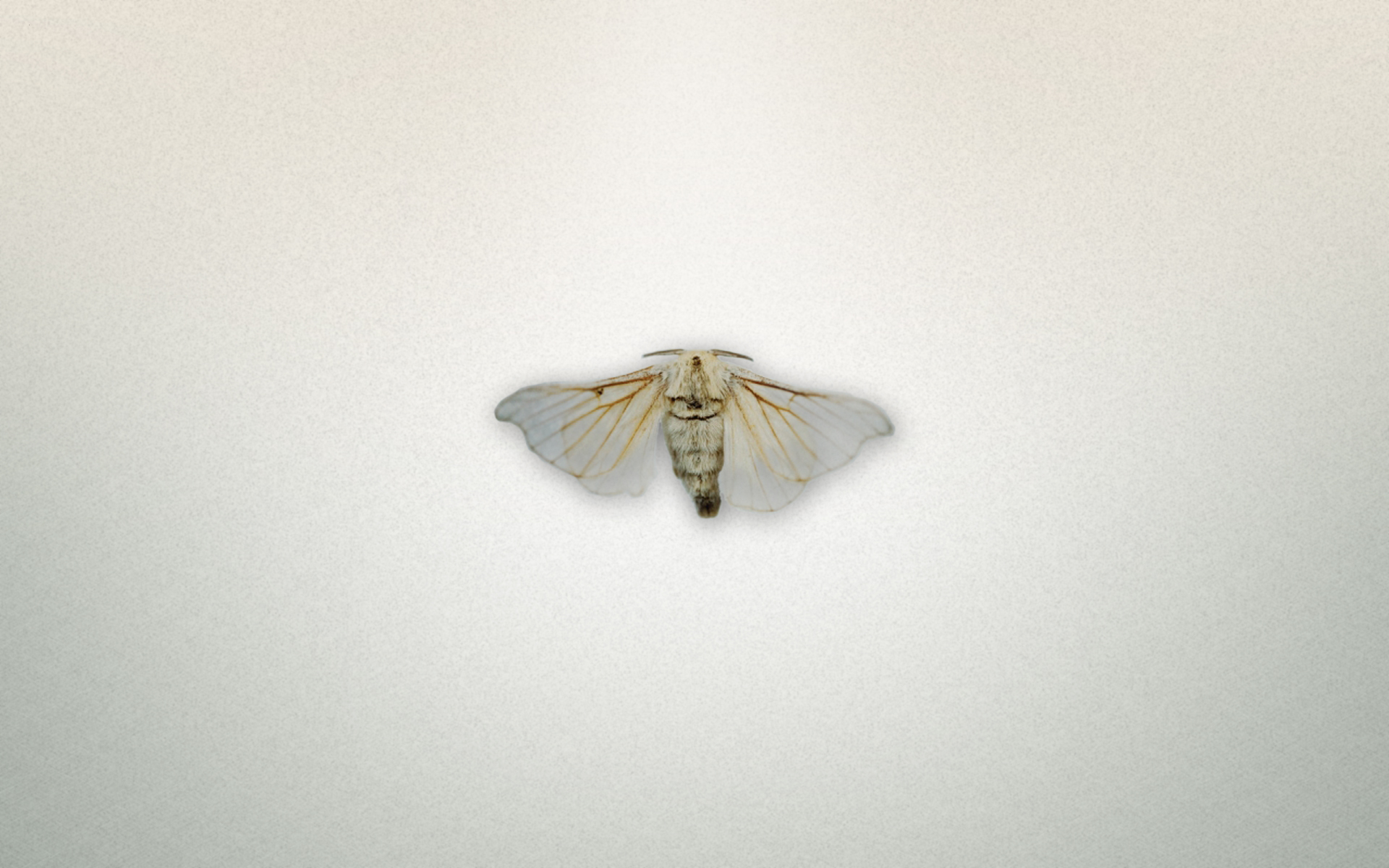 animals, insects, moth, white background - desktop wallpaper