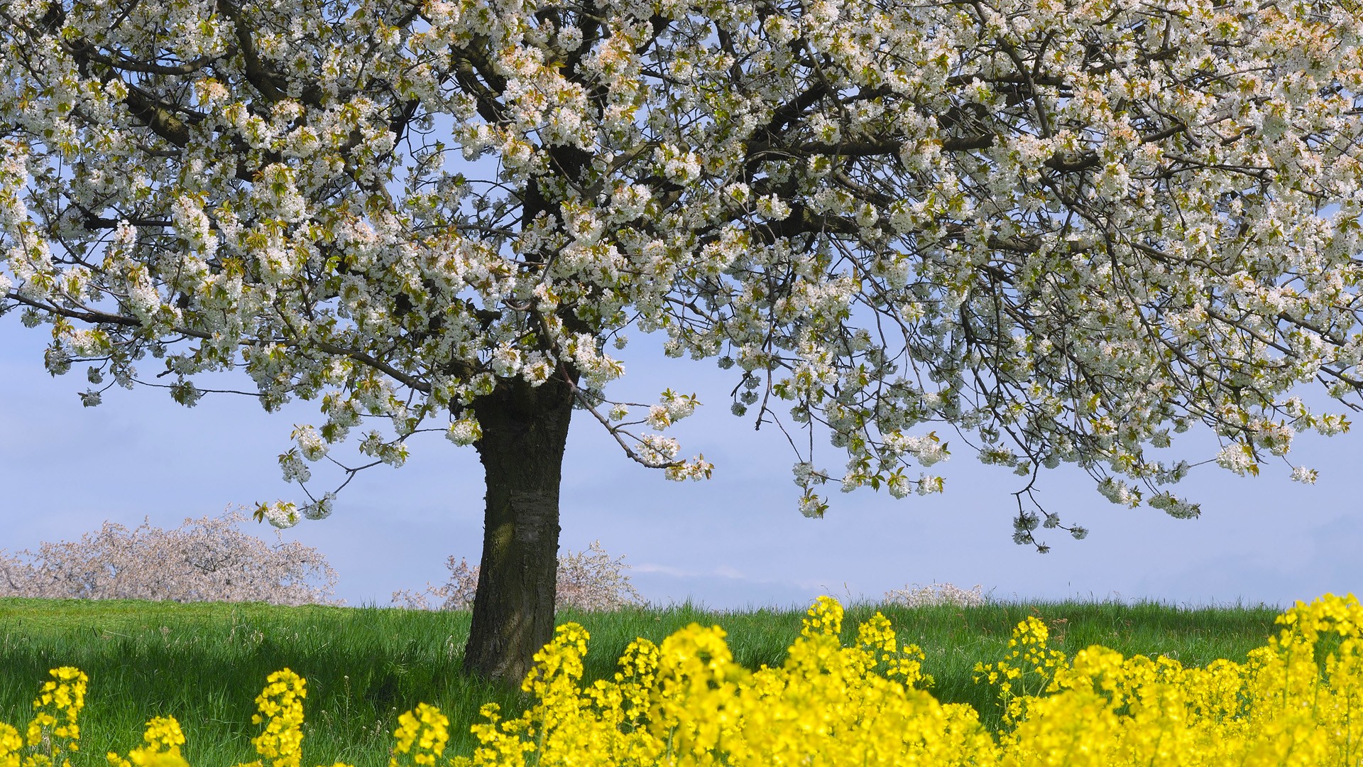 Пейзаж с цветущим деревом