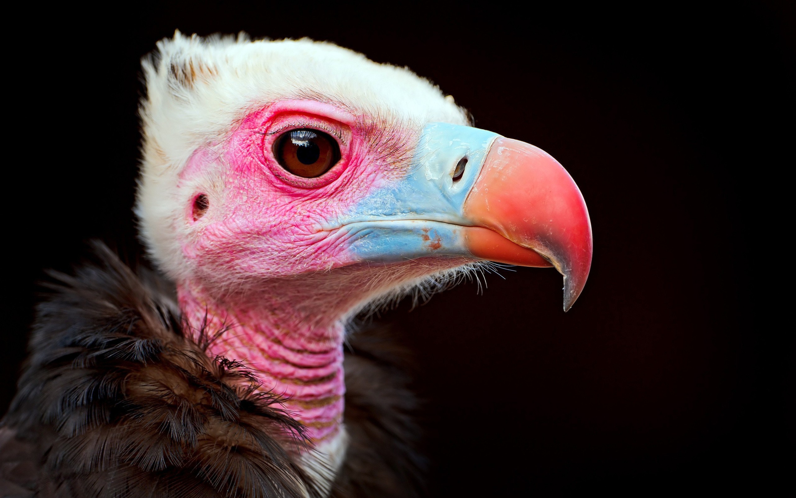 birds, vultures, black background, baby animals - desktop wallpaper