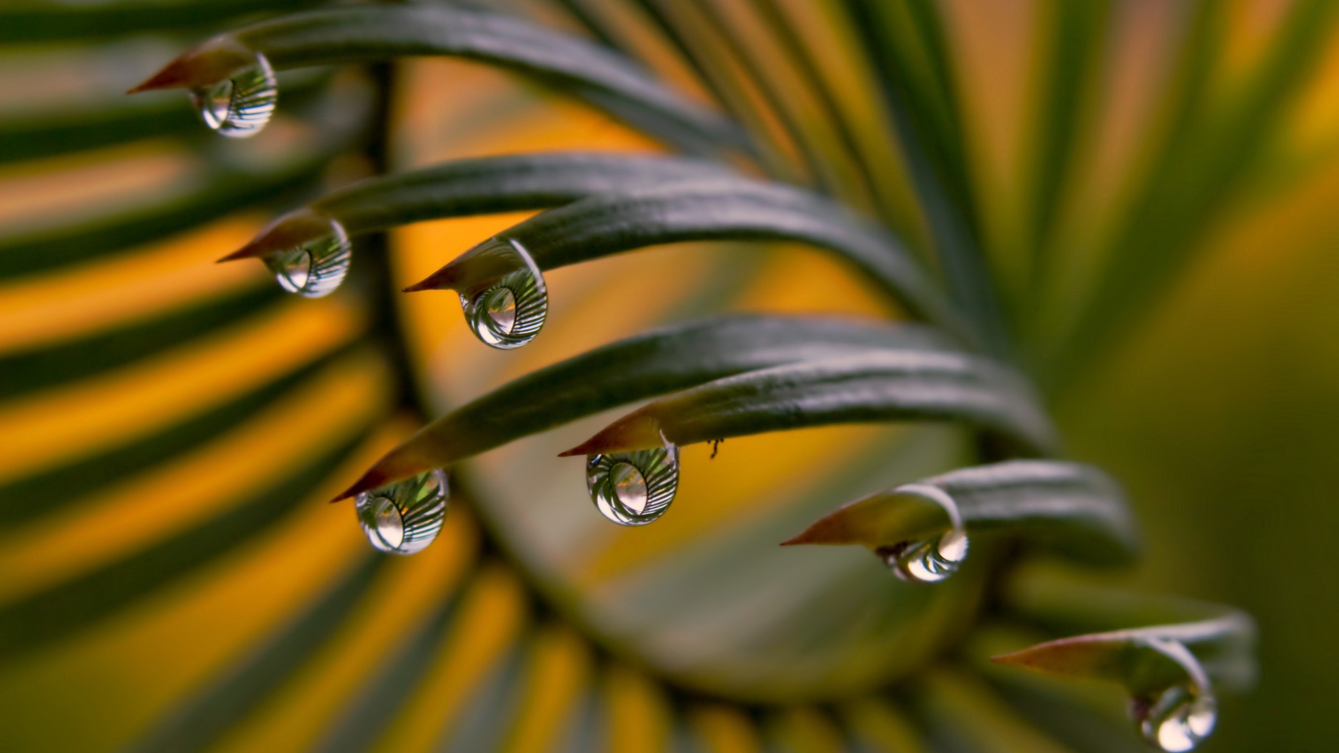 nature, water drops - desktop wallpaper