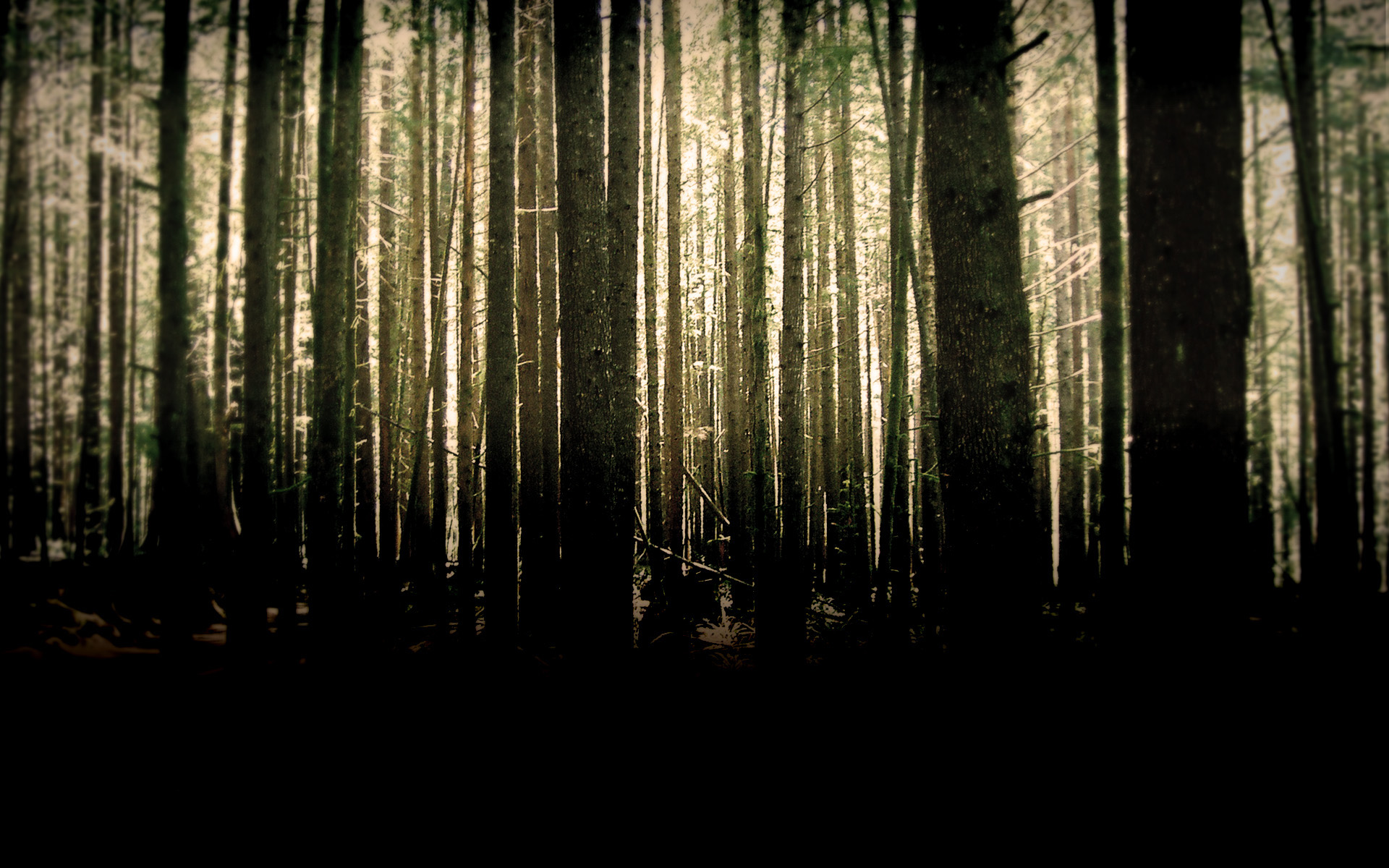 nature, woods - desktop wallpaper