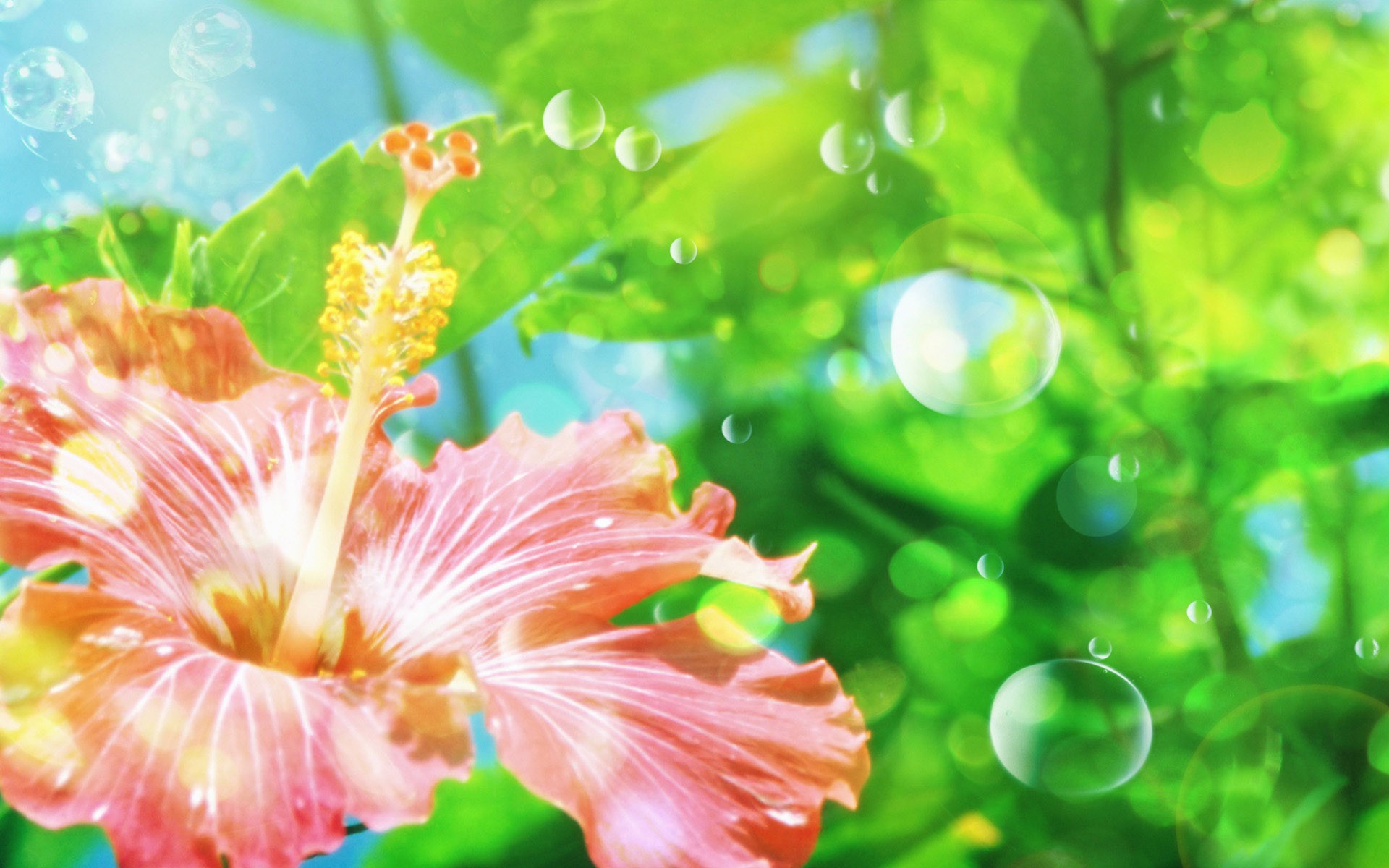 green, nature, flowers, bubbles, hibiscus - desktop wallpaper