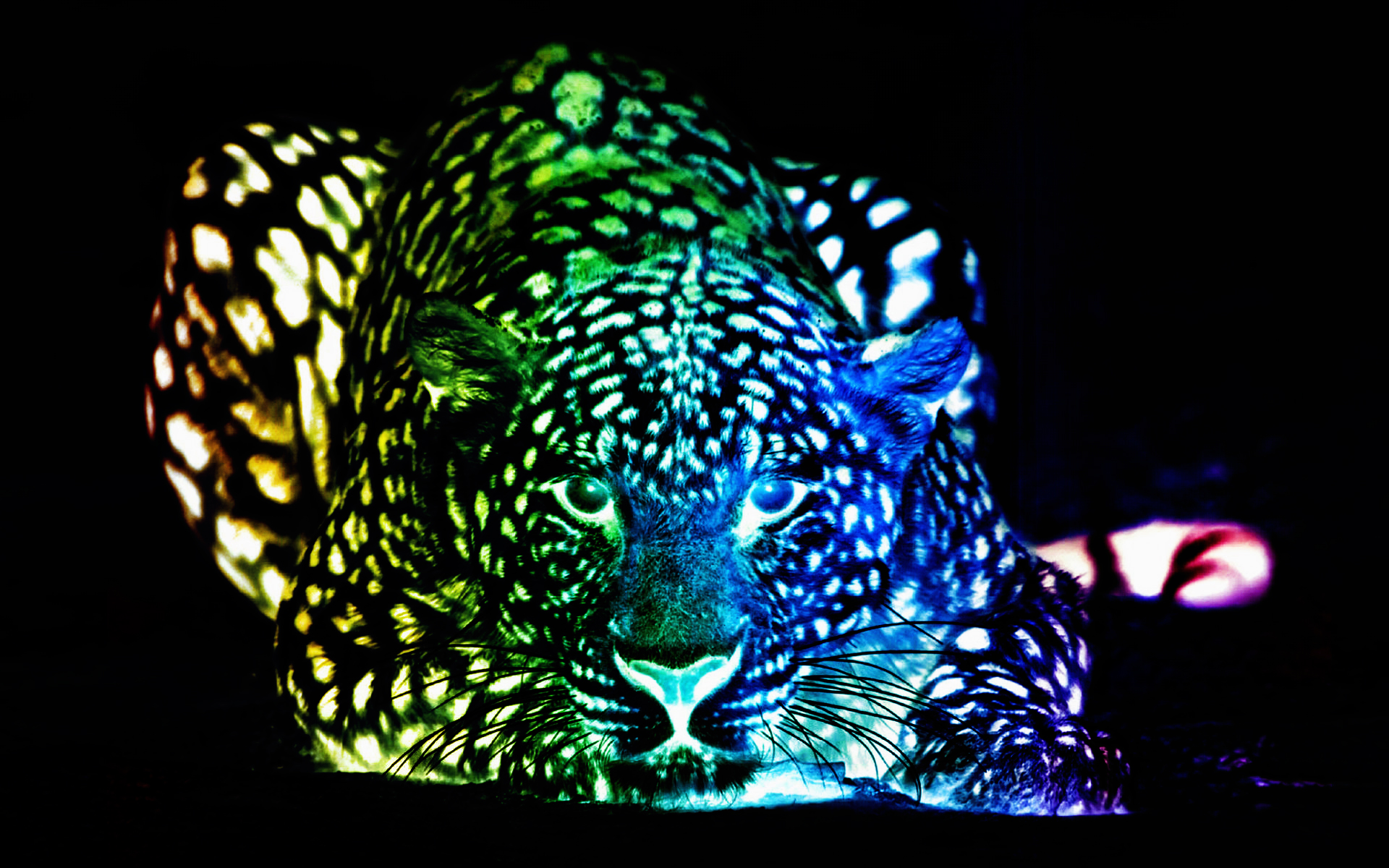 multicolor, leopards, colors - desktop wallpaper