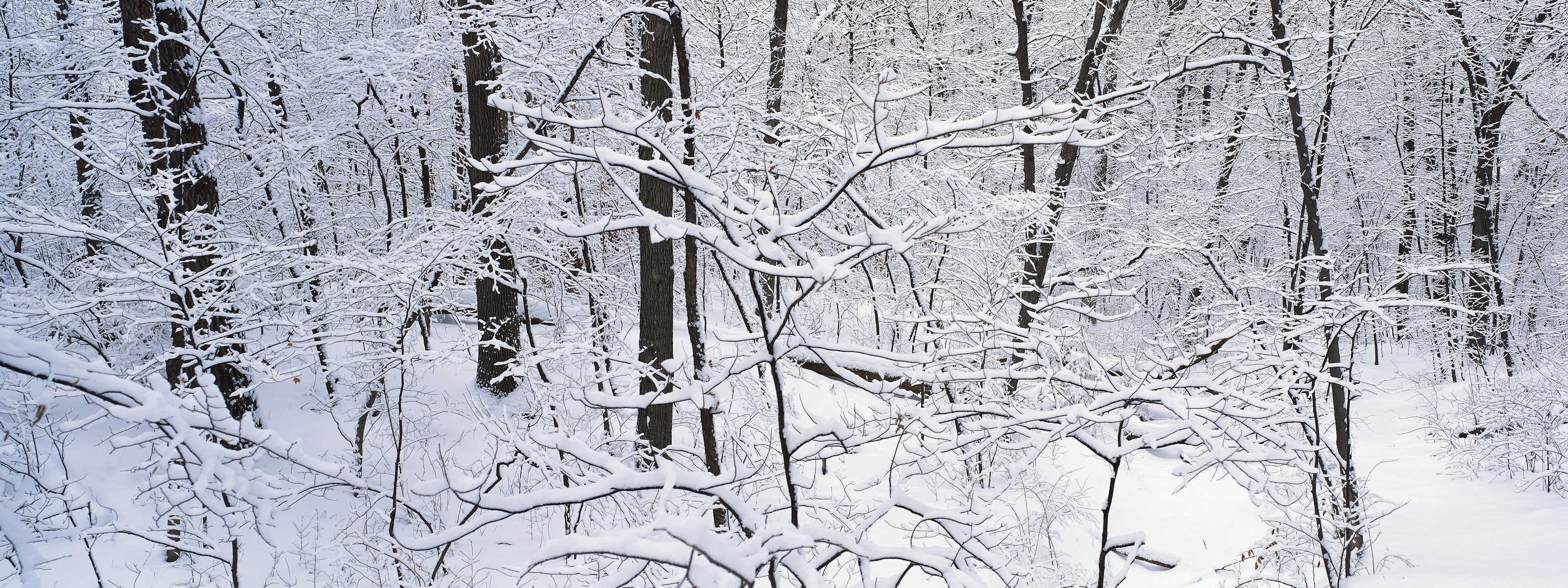 winter, snow, trees, multiscreen - desktop wallpaper