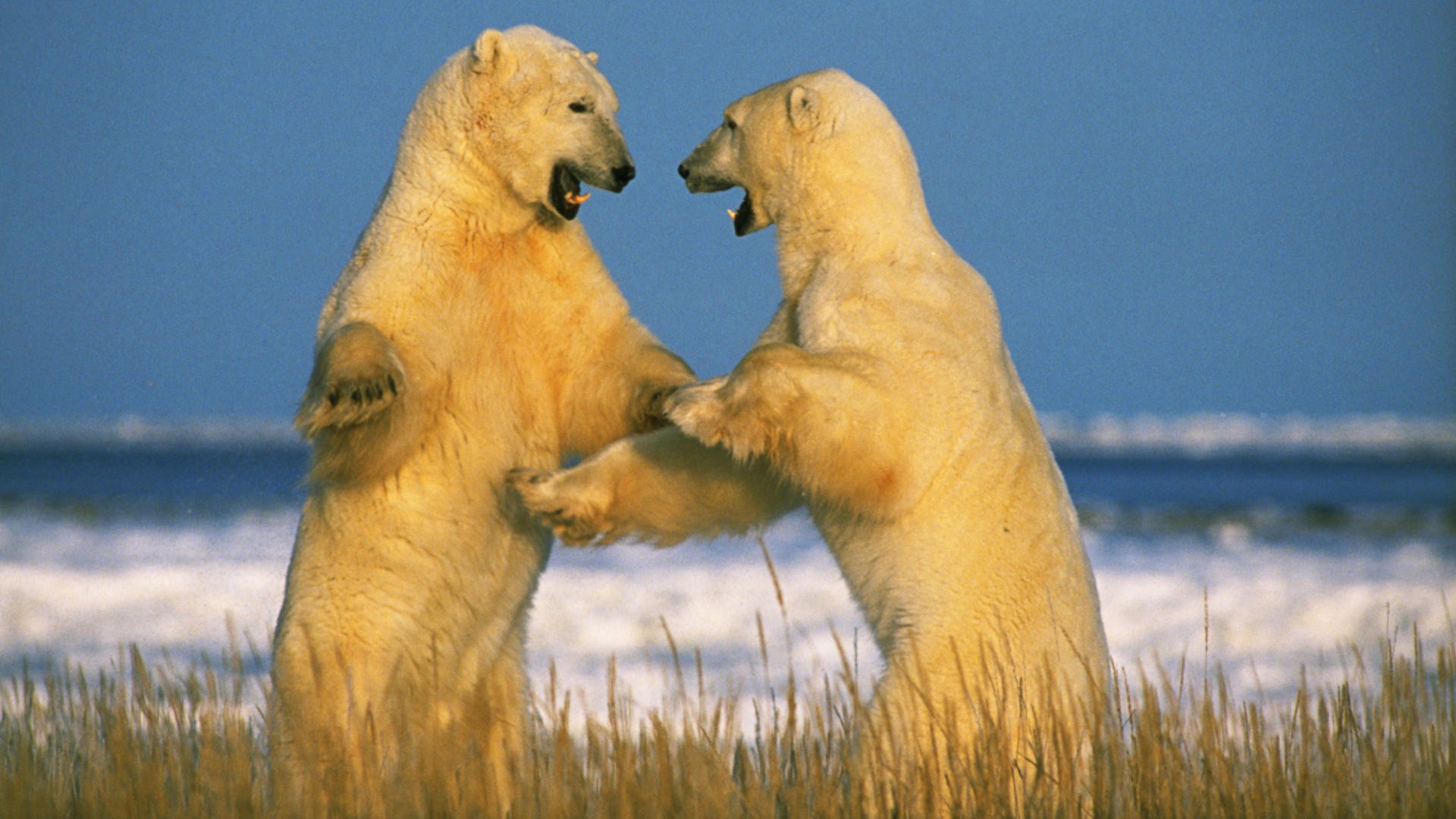 animals, Canada, polar bears - desktop wallpaper