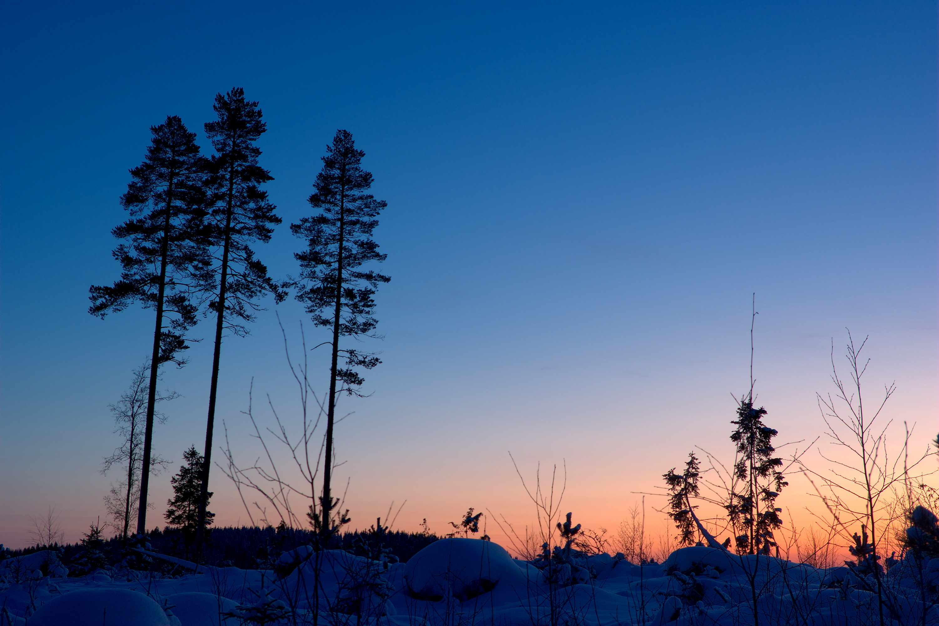 sunset, winter, forests, blue skies - desktop wallpaper