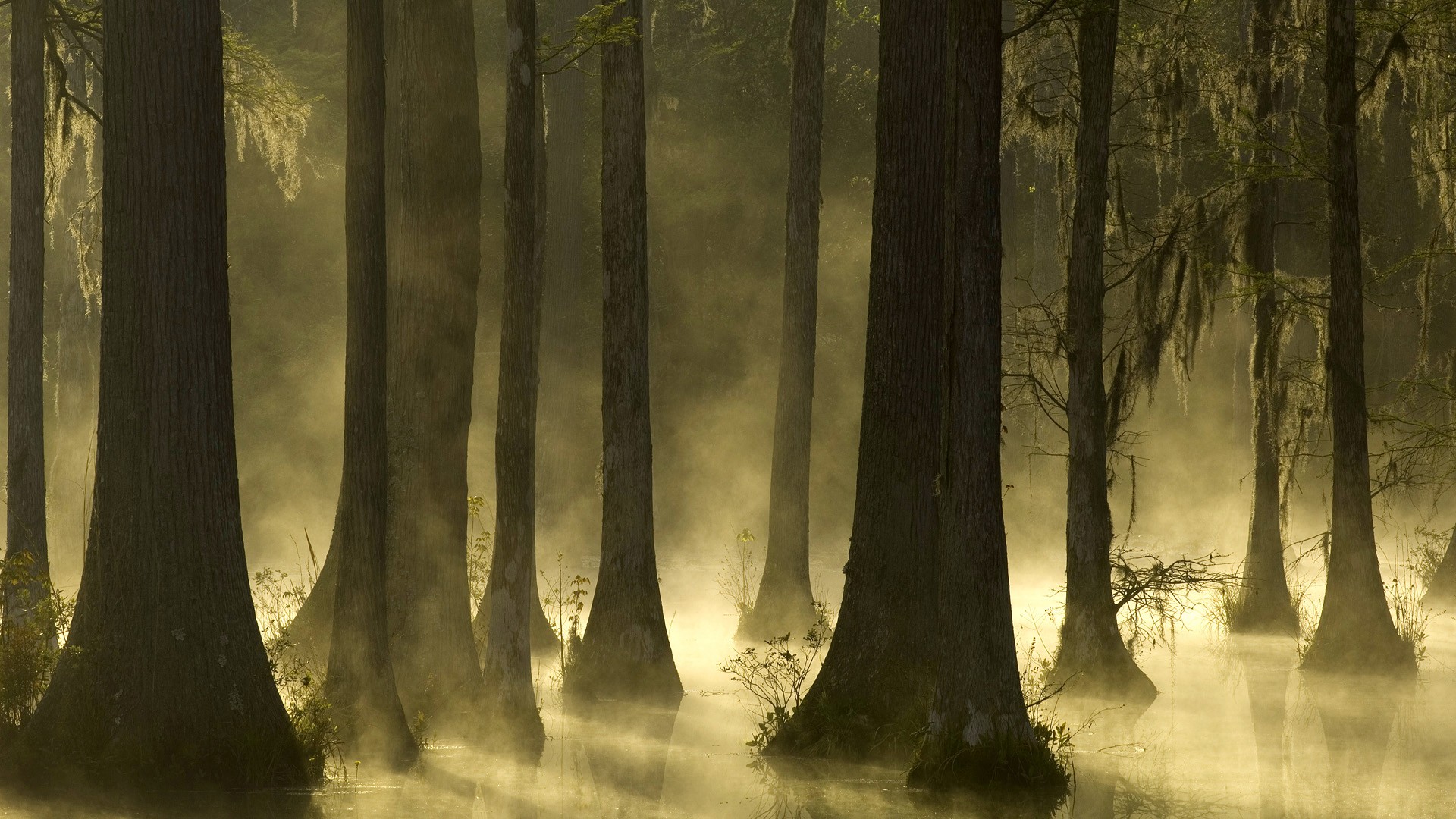 sunrise, trees, mist, cypress, South Carolina - desktop wallpaper
