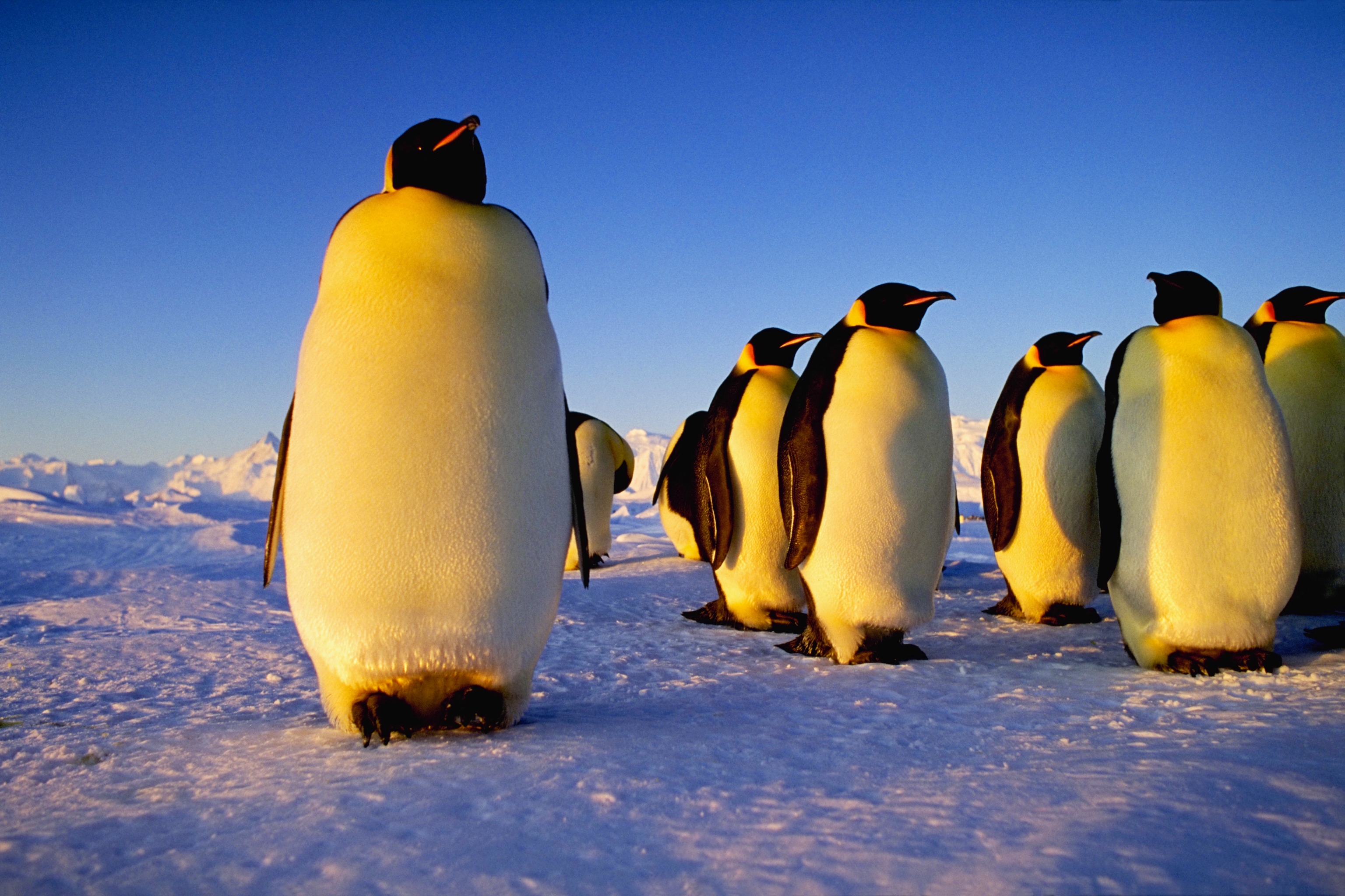 ice, penguins - desktop wallpaper