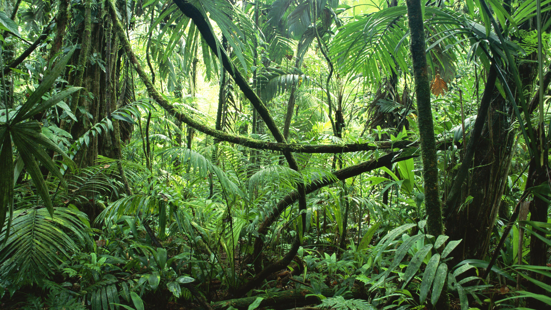 jungle, forests - desktop wallpaper