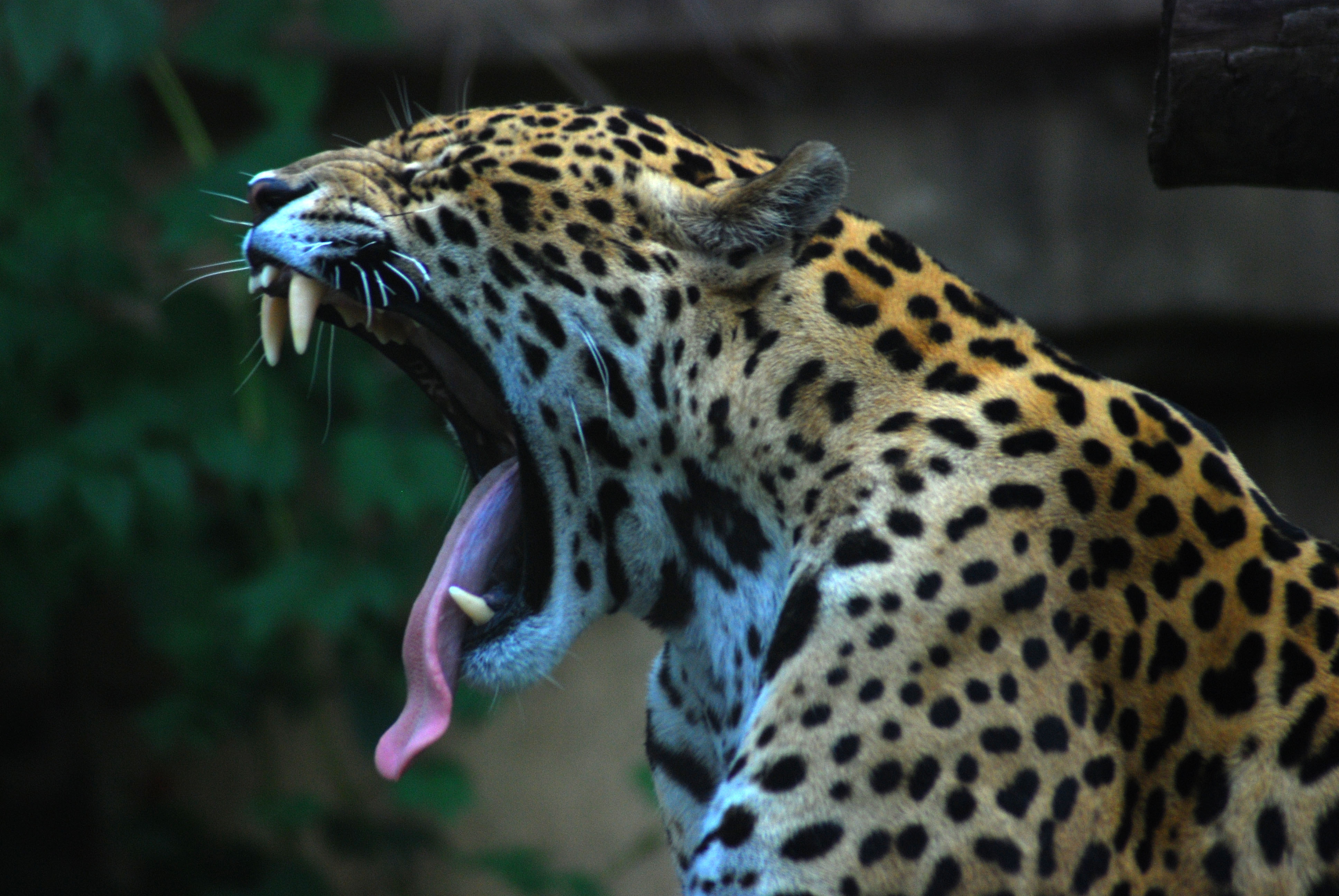 animals, jaguars, yawns - desktop wallpaper