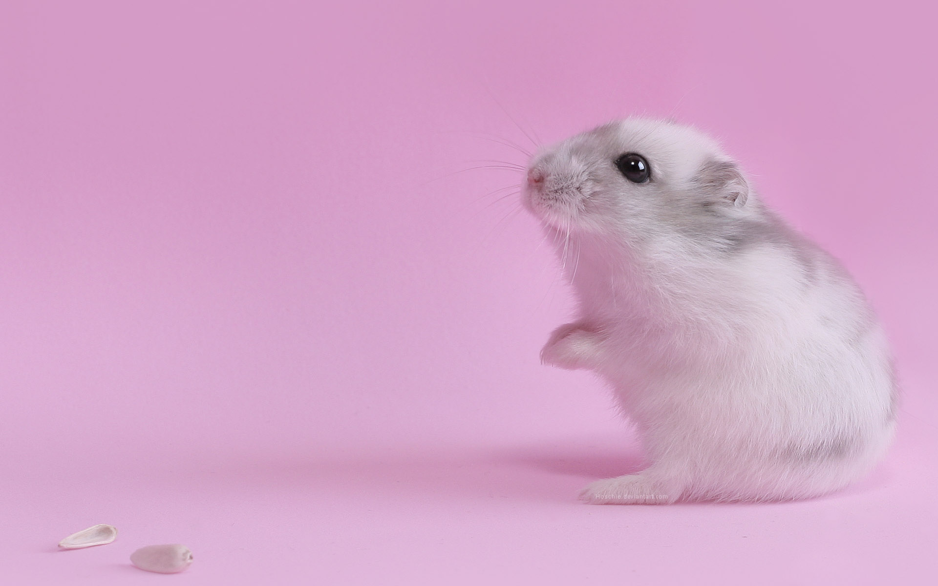 hamsters, mice, hamsters dwarf - desktop wallpaper