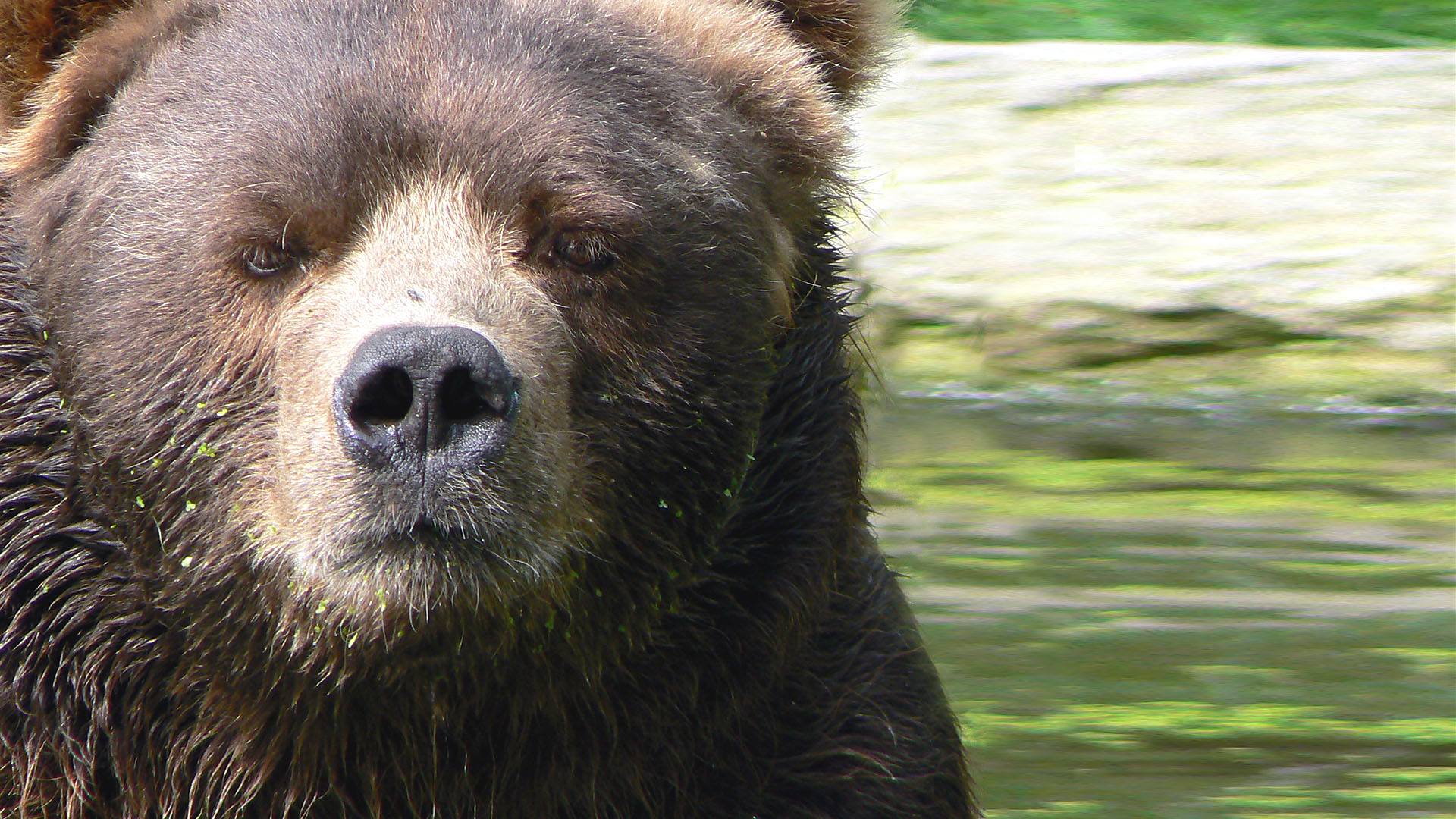 Какой нос у медведя. Бурый медведь Кадьяк. Большой бурый медведь Кадьяк. Аляскинский бурый медведь Кадьяк. Самый большой бурый медведь Кадьяк.