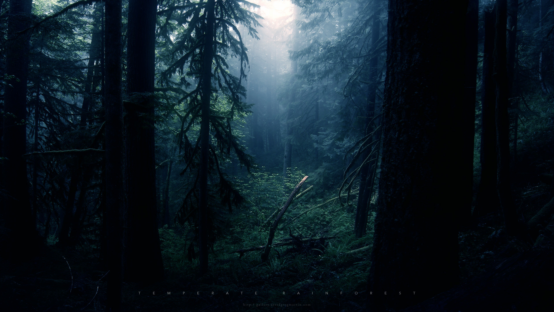 nature, trees, forests - desktop wallpaper