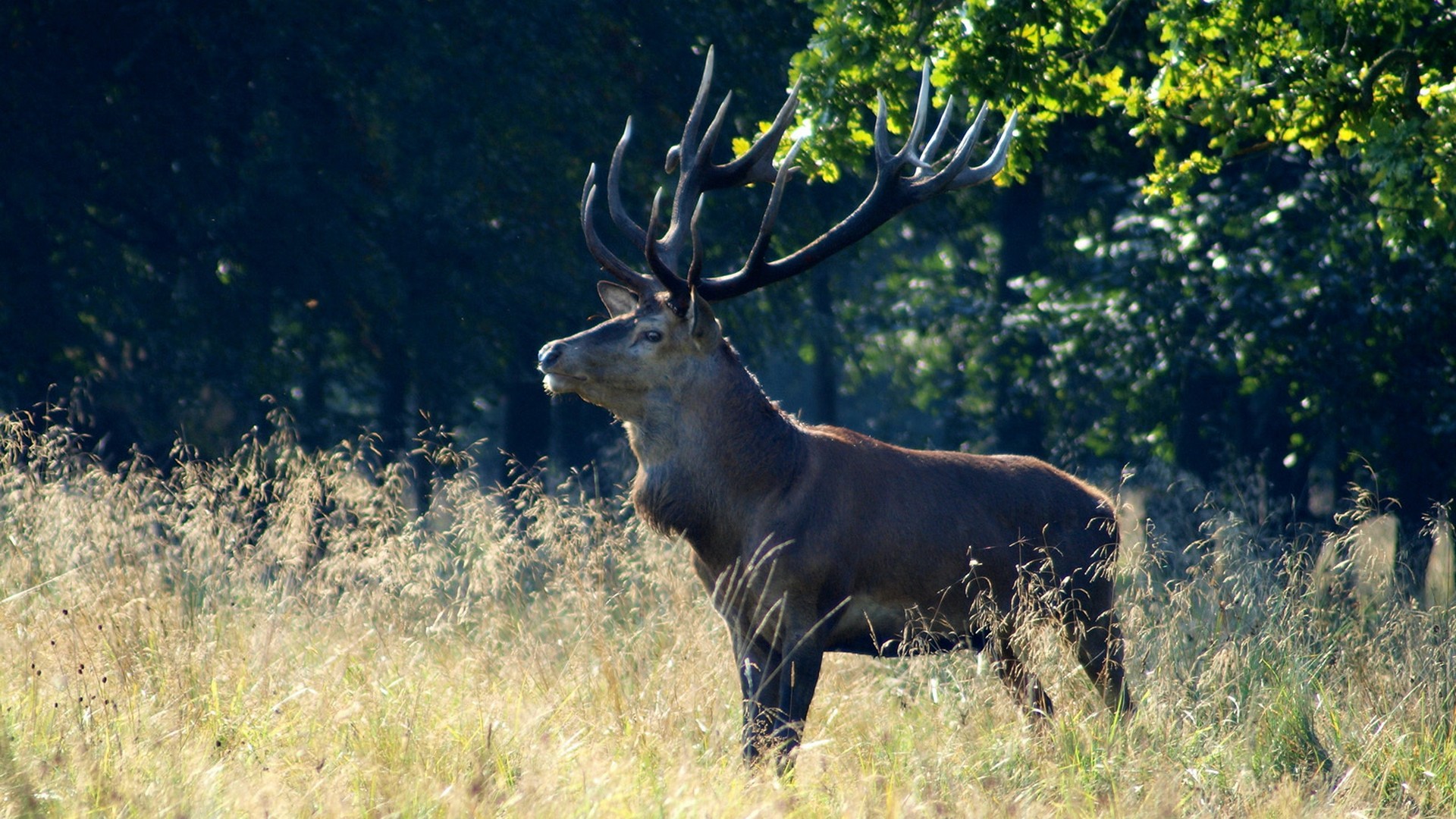 nature, animals, deer - desktop wallpaper