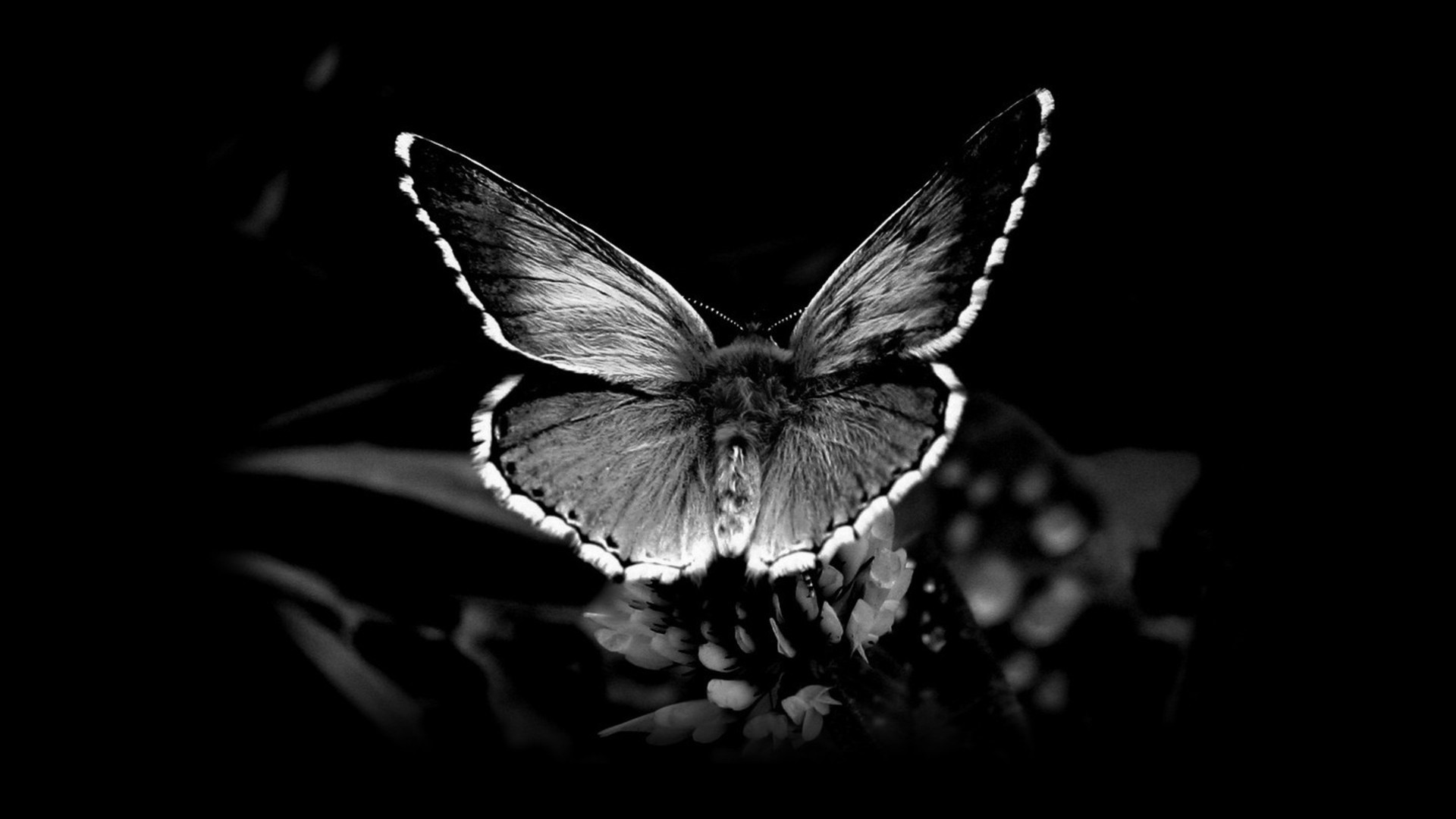 insects, monochrome, black background, butterflies - desktop wallpaper