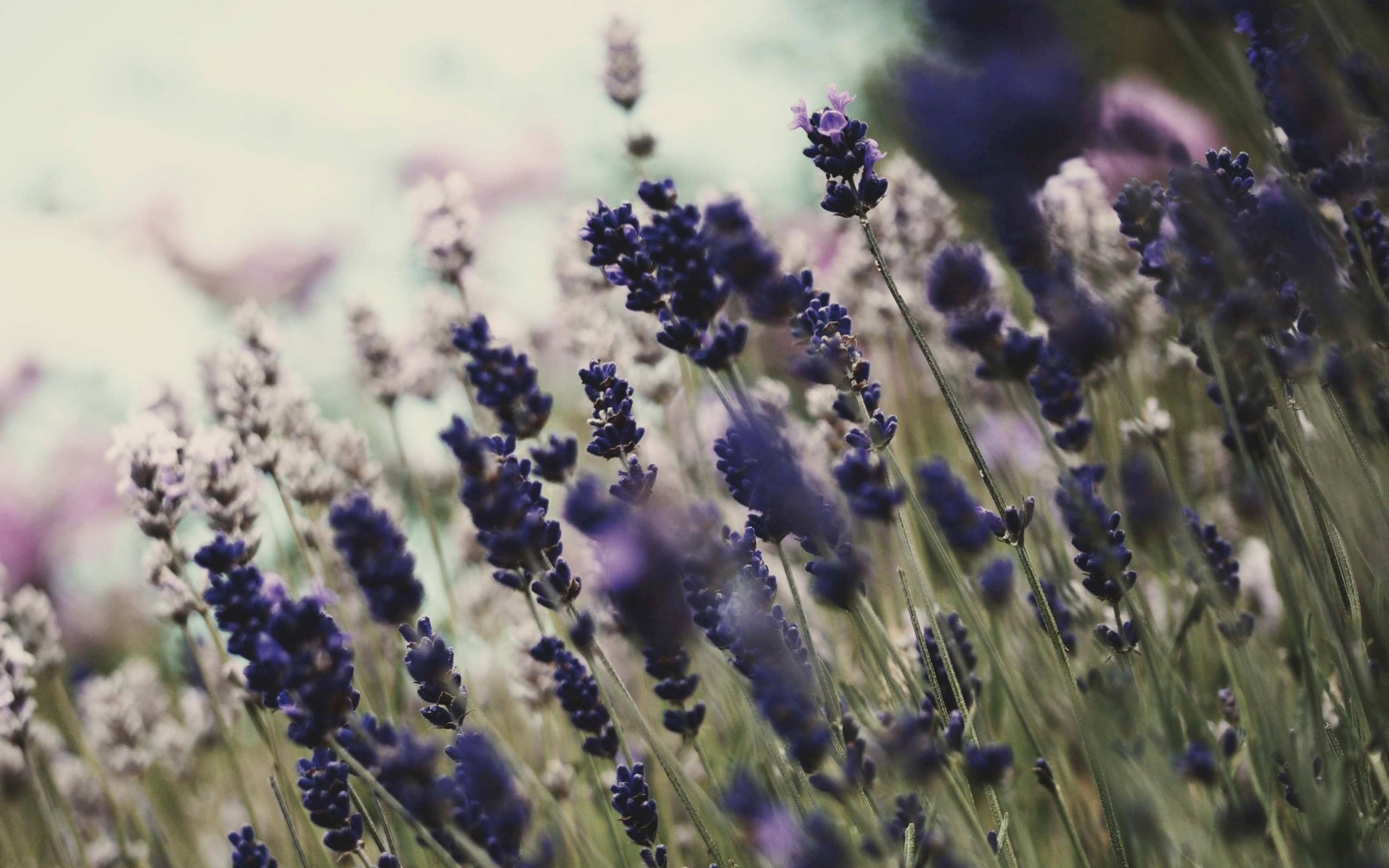 nature, flowers, macro, depth of field - desktop wallpaper