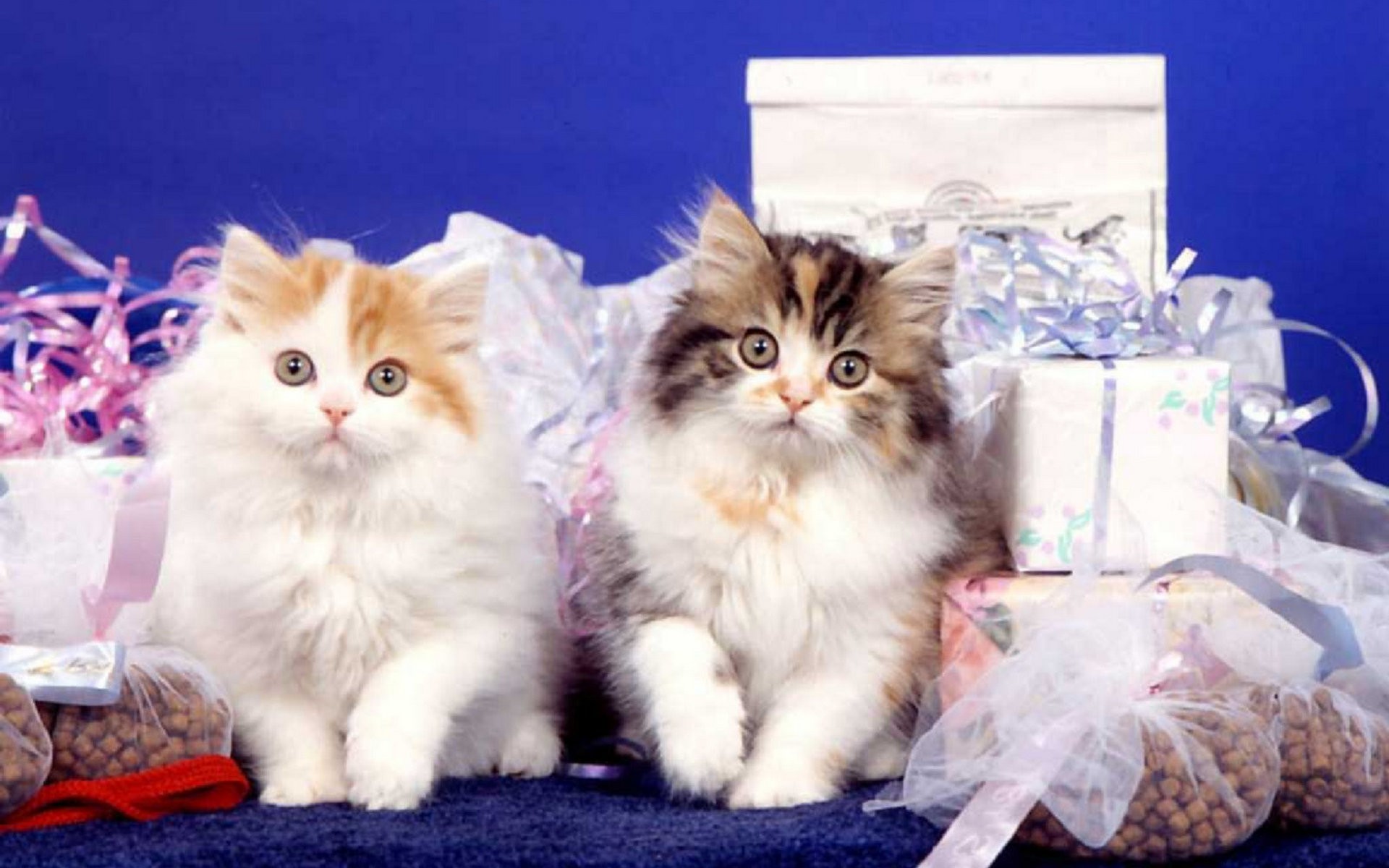 8 котят у кошки. Пушистые котята. Красивые пушистые котята. Маленькие котята пушистые. Котик с подарком.