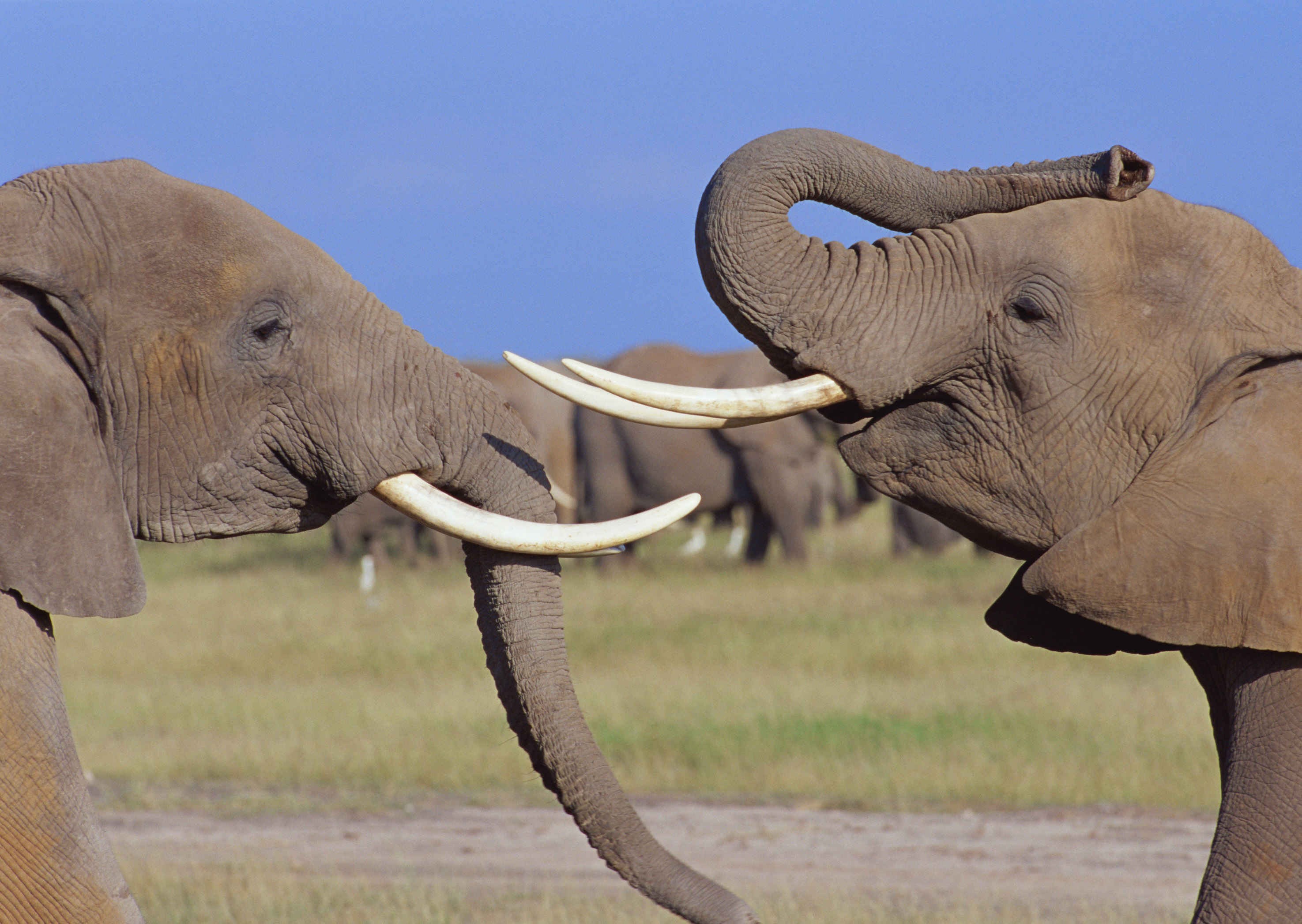Звук слоника. Хобот и бивни слона. Хоботные слоны. Животные с бивнями. Слон фото.