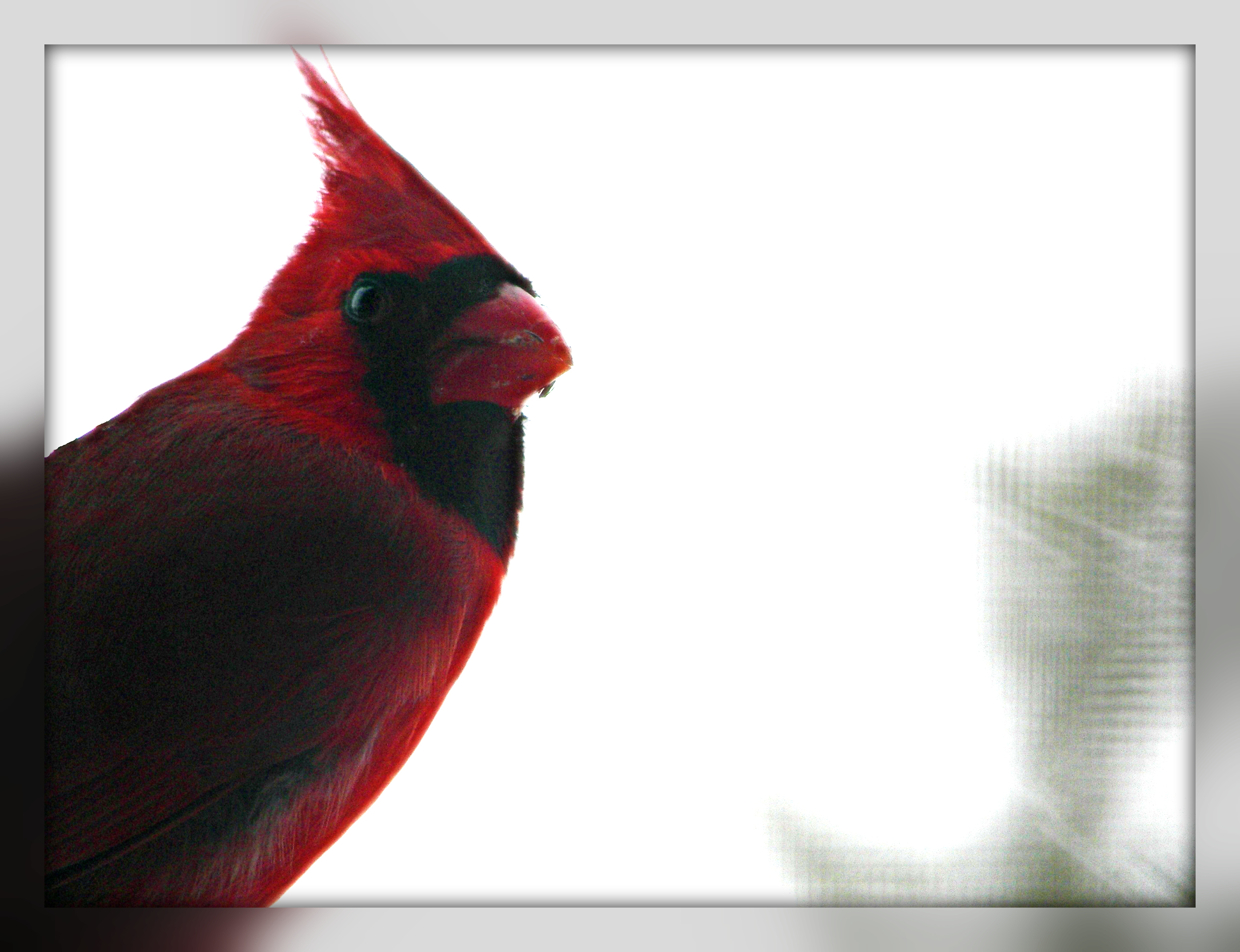 birds, Northern Cardinal - desktop wallpaper