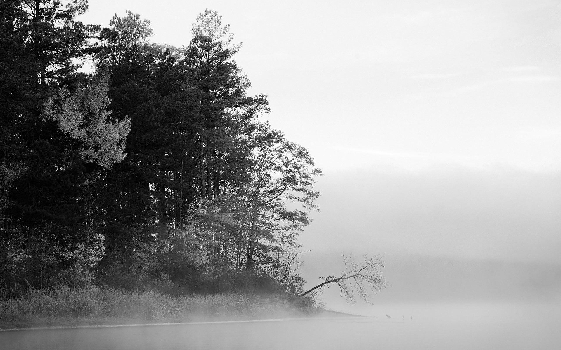 trees, fog, grayscale - desktop wallpaper