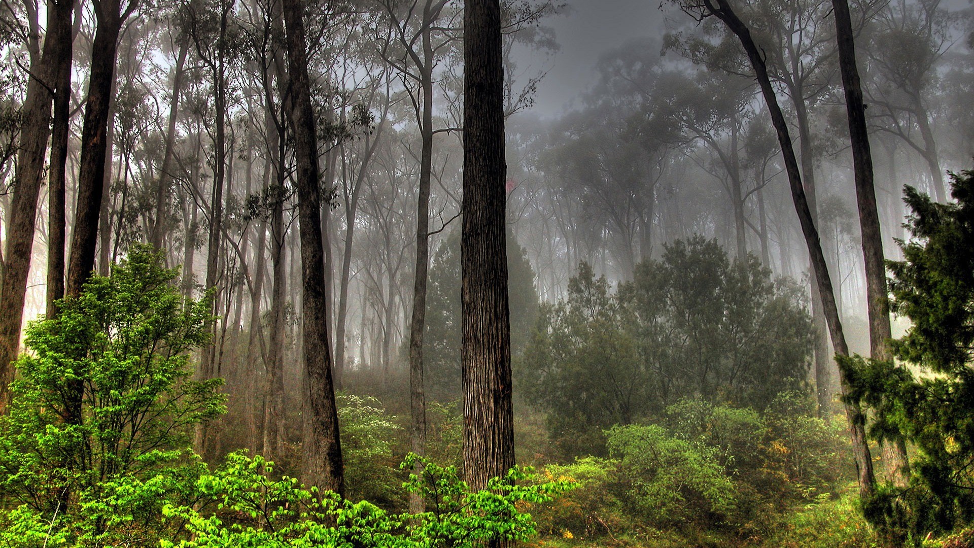 trees, forests, fog - desktop wallpaper