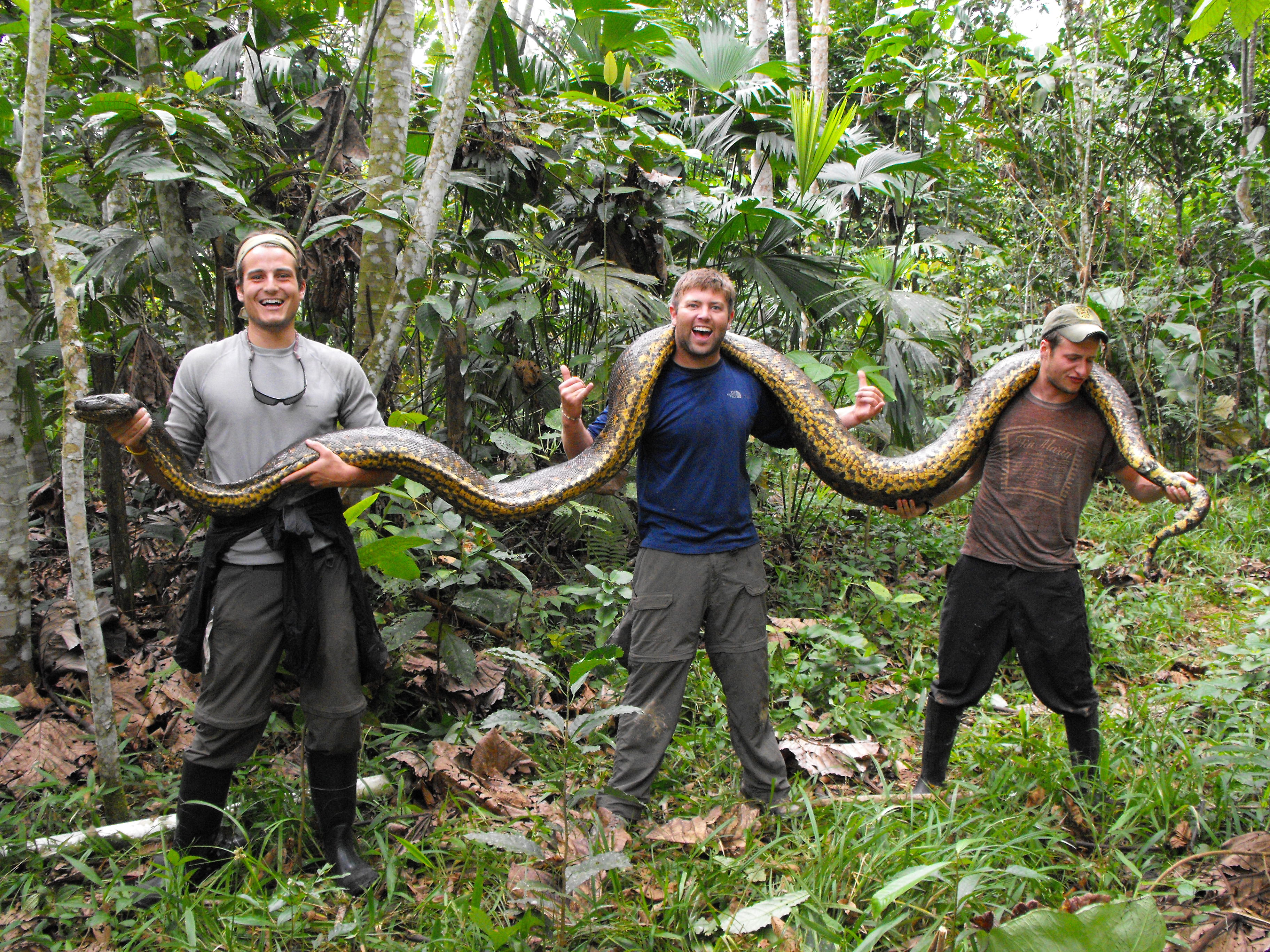 Змеи в тропическом лесу. Южная Америка Амазонка Анаконда. Анаконда в джунглях амазонки. Анаконда в джунглях.