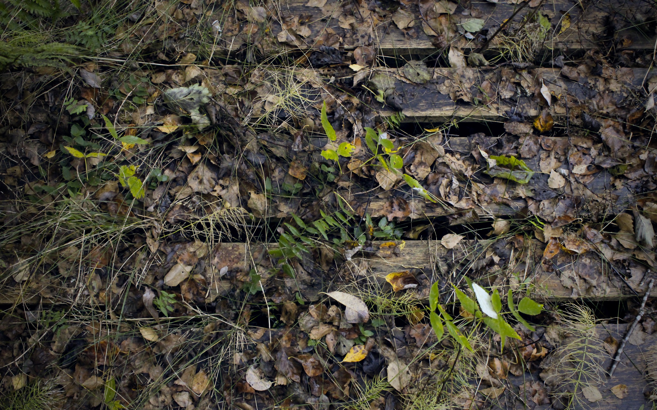 leaves, grass, fallen leaves - desktop wallpaper