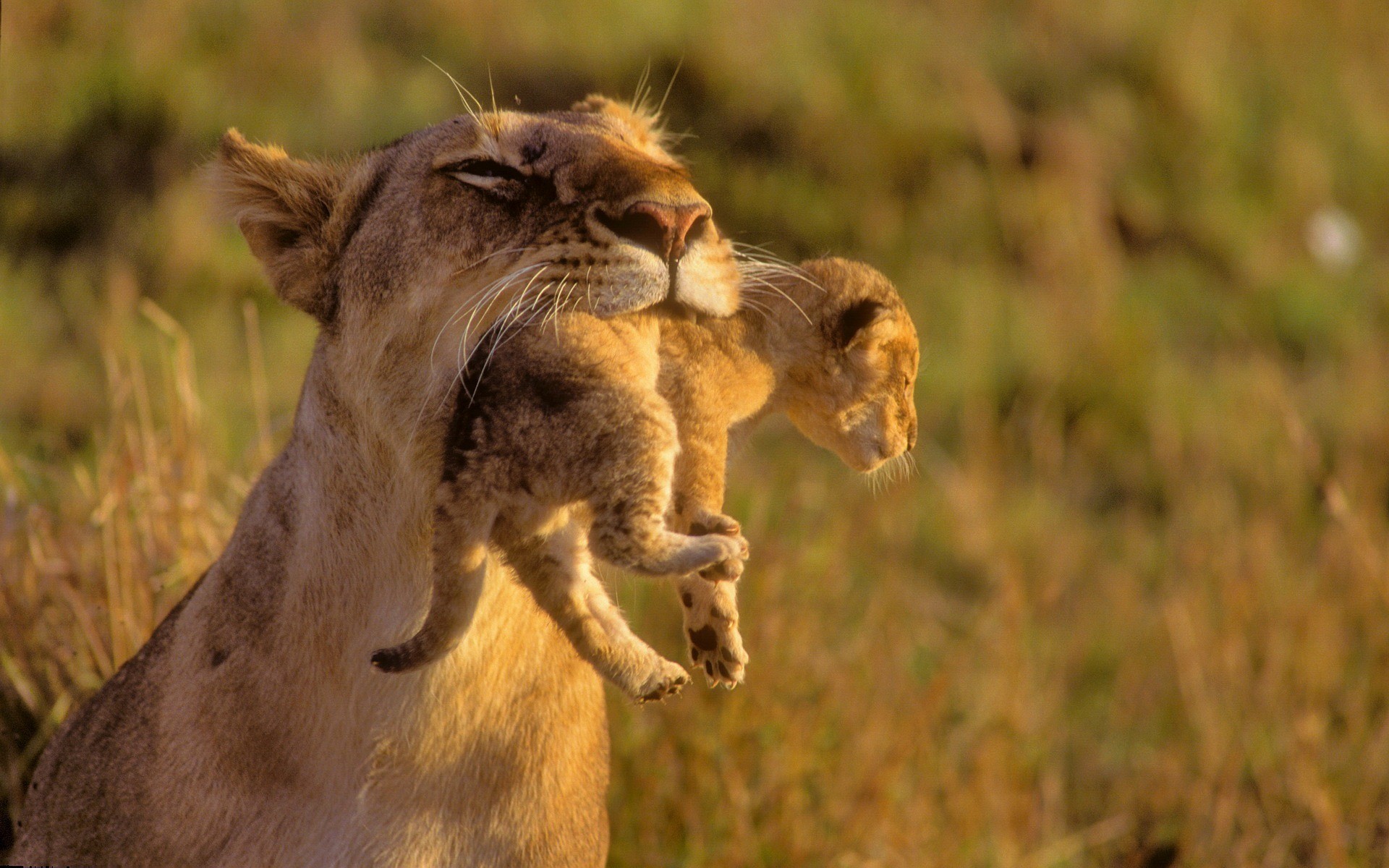 animals, mother, cubs, Africa, lions, baby animals - desktop wallpaper